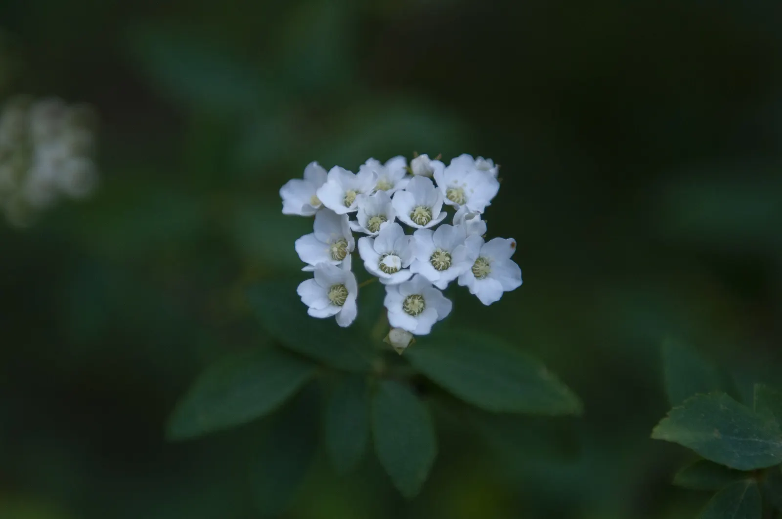 Bridal Wreath (Spiraea X Vanhouttei) — This deciduous shrub reaches 5-8 feet in height with a similar spread, presenting a fountain-like form