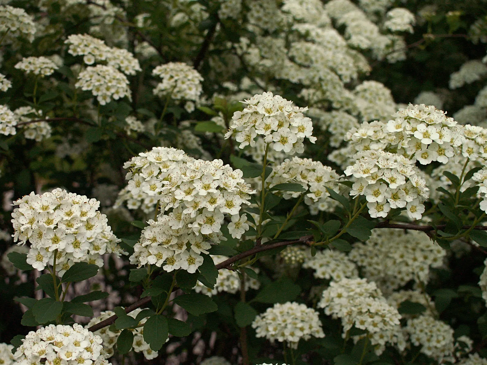 Bridal Wreath (Spiraea X Vanhouttei) — Leaves are sharply serrated; gardeners will appreciate Bridal Wreath Spirea for its easy care and, image 54