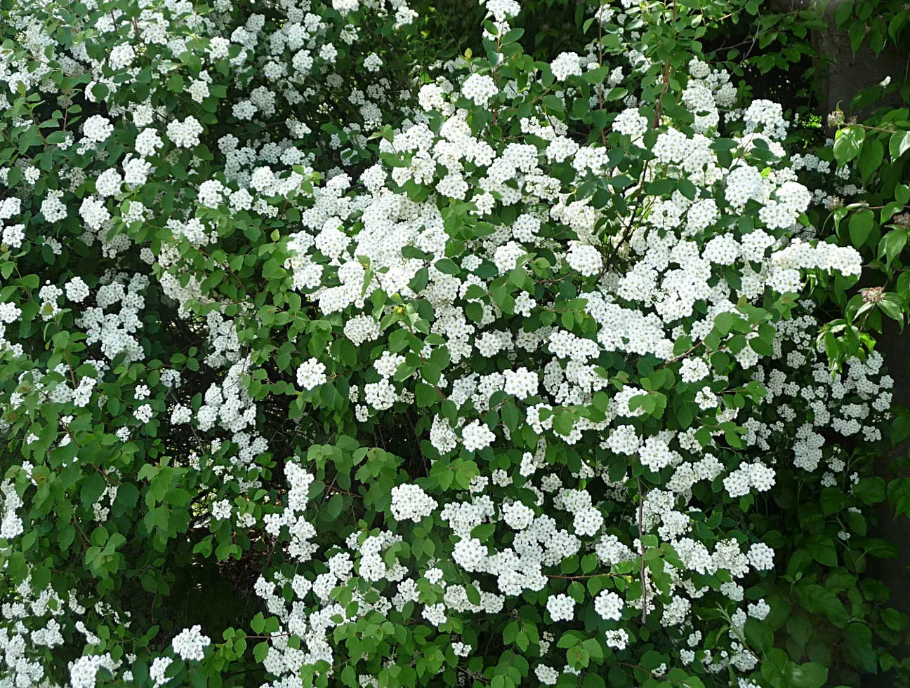 Bridal Wreath (Spiraea X Vanhouttei) — this hybrid species typically reaches heights of 5 to 8 feet with a similar spread; with a subtle autumn, image 47