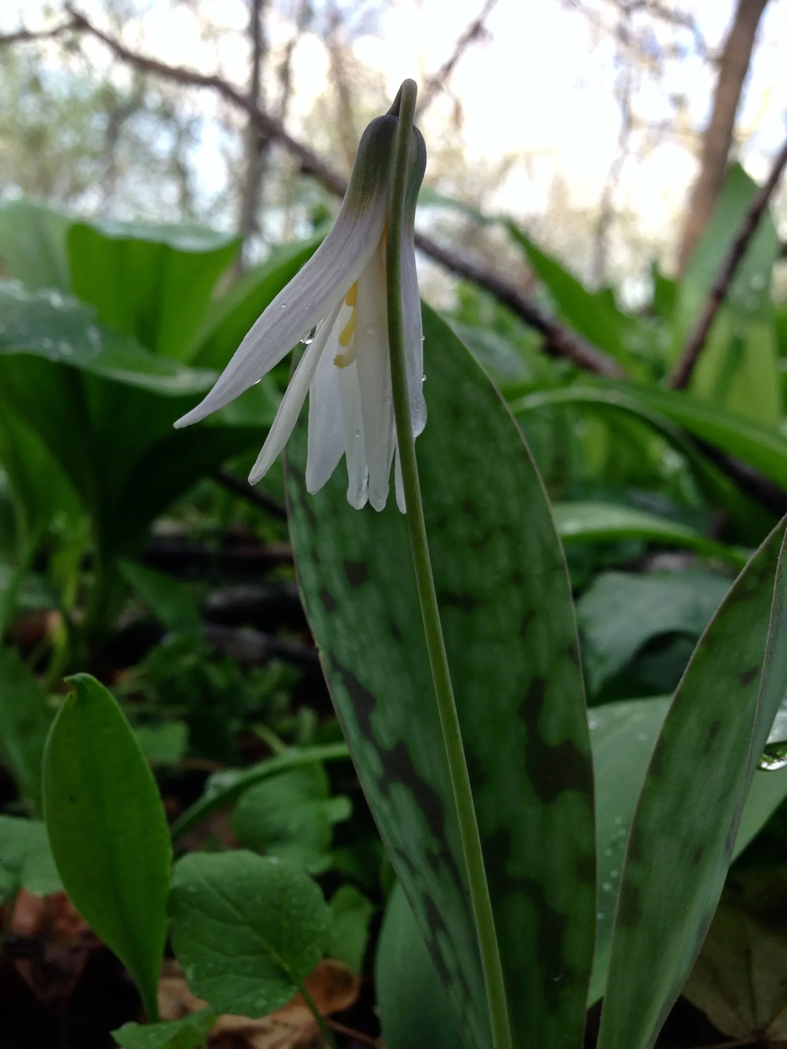 Trout Lily (Erythronium Oreganum) — In mid to late spring, each plant sends up a singular, nodding yellow or creamy-white flower