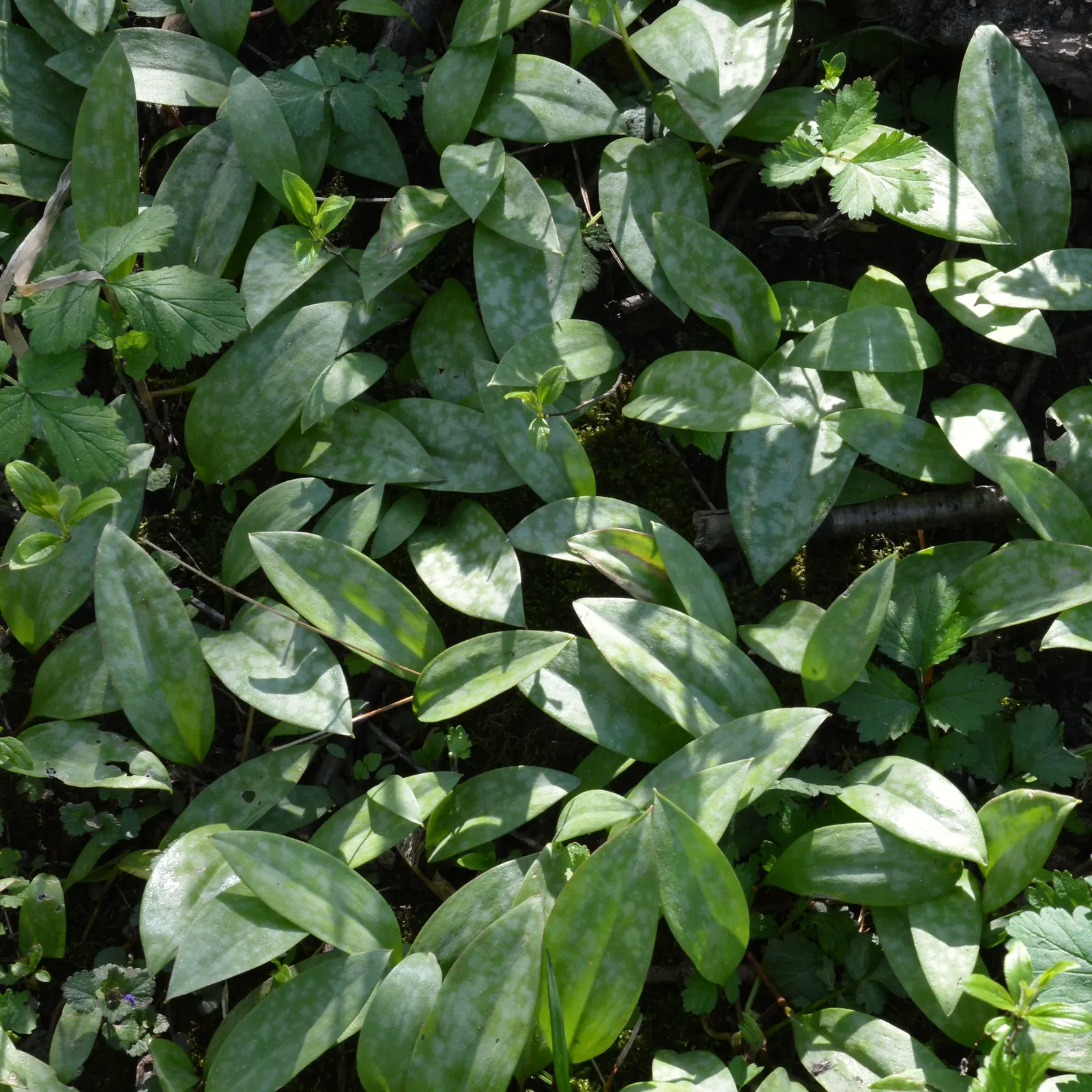 Trout Lily (Erythronium Oreganum) — bulb with white blooms; when incorporating Erythronium oreganum into your landscape design