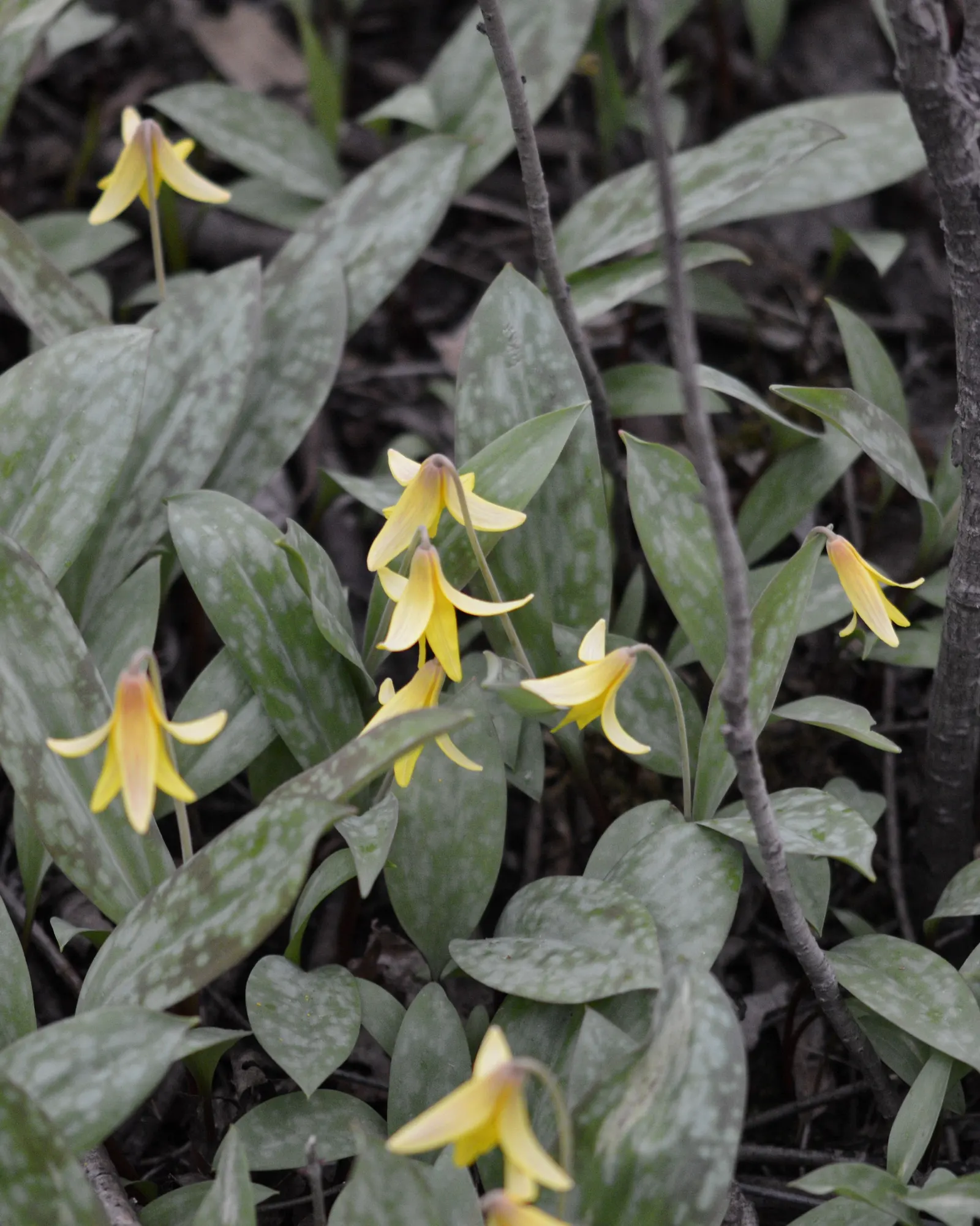 Trout Lily (Erythronium Oreganum) — Ideal for naturalizing, it offers subtle beauty and low maintenance