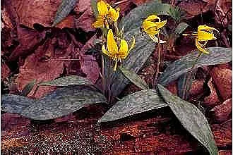 Trout Lily (Erythronium Oreganum) — with a spread of 4 to 6 inches; achieved through rhizomes and seed dispersal