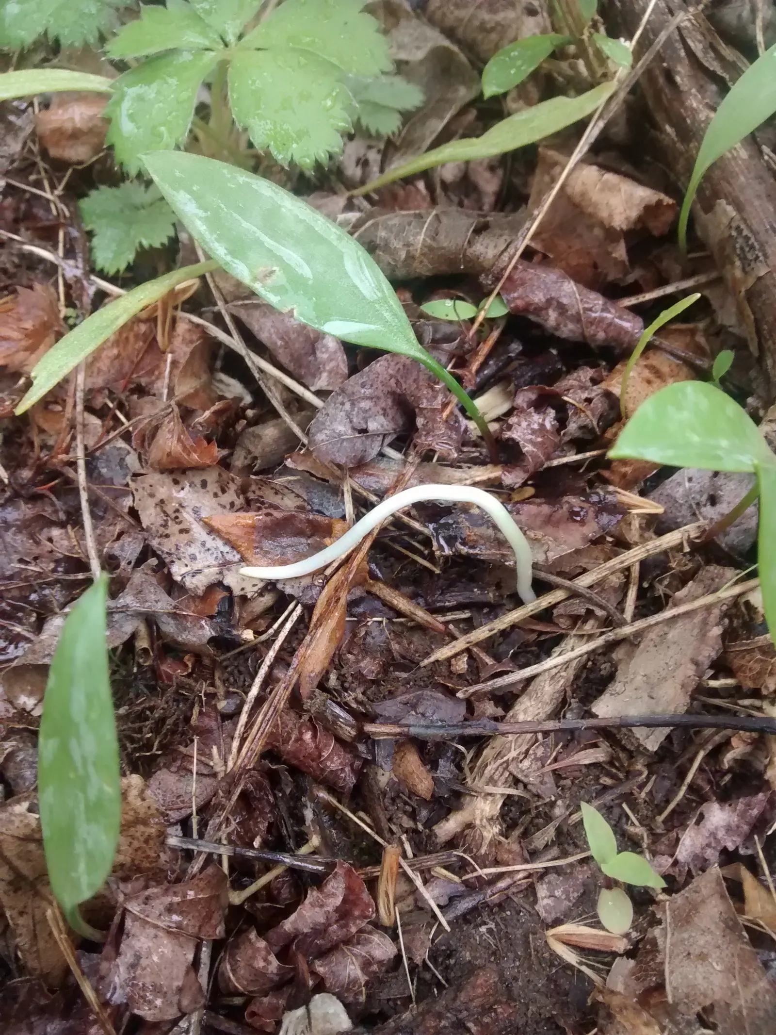 Trout Lily (Erythronium Oreganum) — In April-May, its solitary, drooping yellow flowers, about 1-3 inches across, present atop slender stems; consider its need