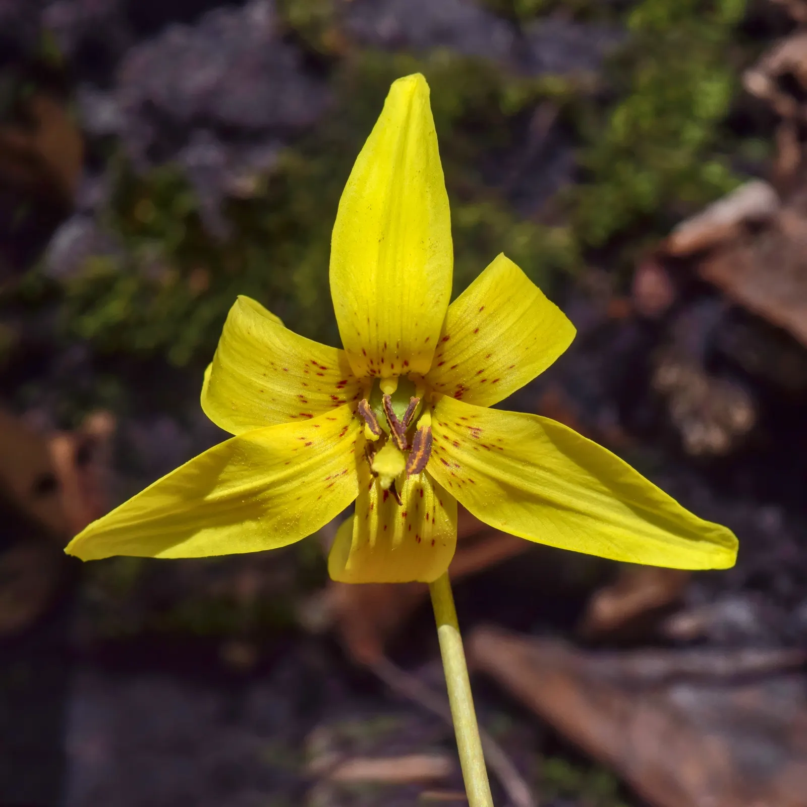 Trout Lily (Erythronium Oreganum) — and they flourish in hardiness zones 3 through 9; should be accounted for to ensure proper spacing and propagation