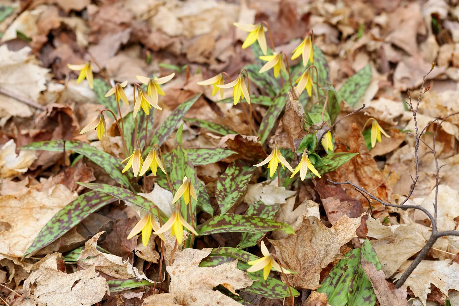 Trout Lily (Erythronium Oreganum) — achieved through rhizomes and seed dispersal; showcasing mottled leaves resembling trout patterns, it spans up, image 101