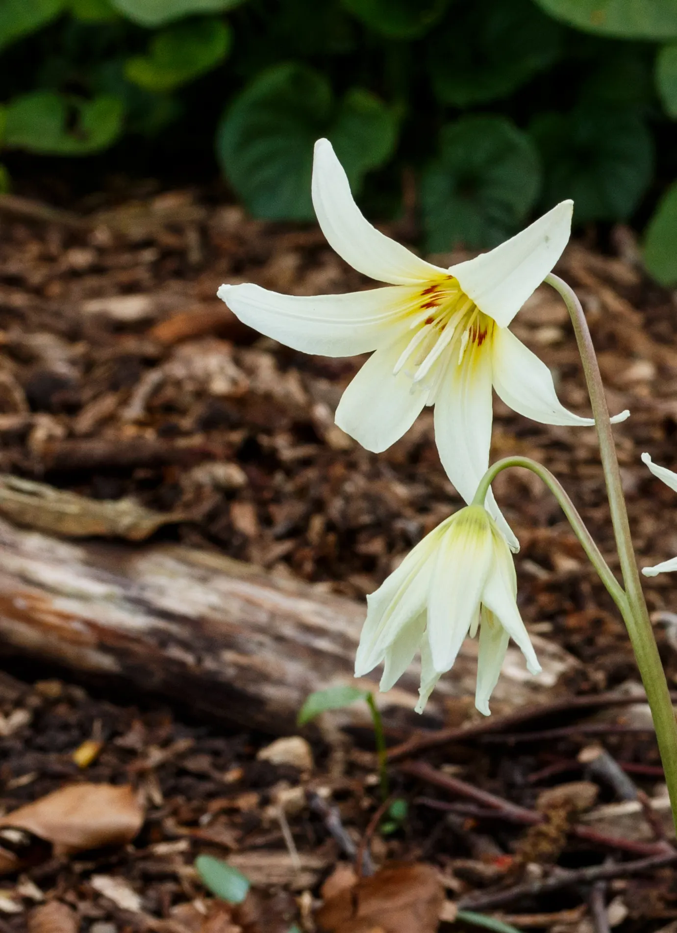 Trout Lily (Erythronium Oreganum) — the plant's slow colonization patterns