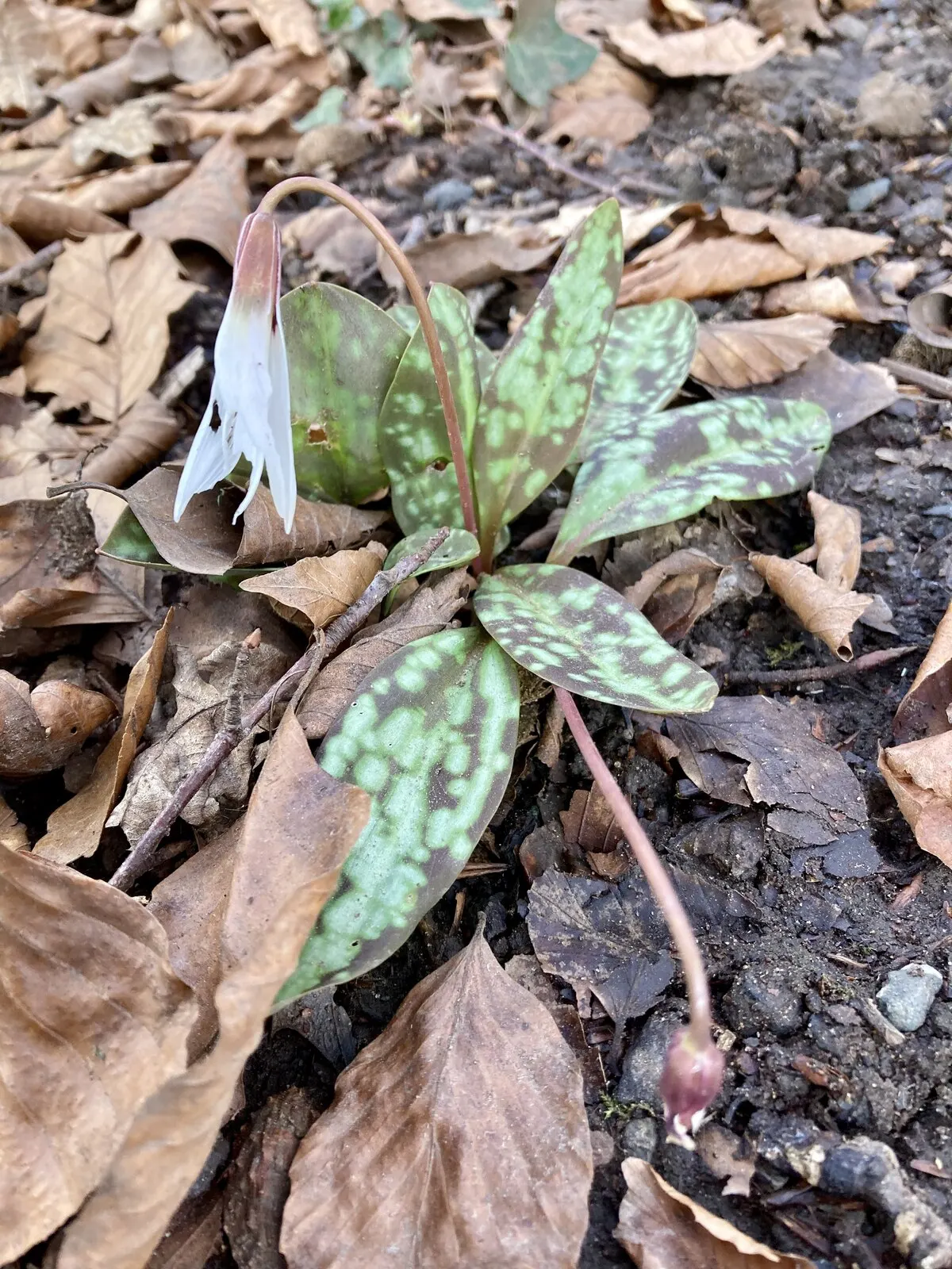 Trout Lily (Erythronium Oreganum) — consider its need for a winter chill period to bloom abundantly; and they flourish in hardiness zones 3 through, image 99