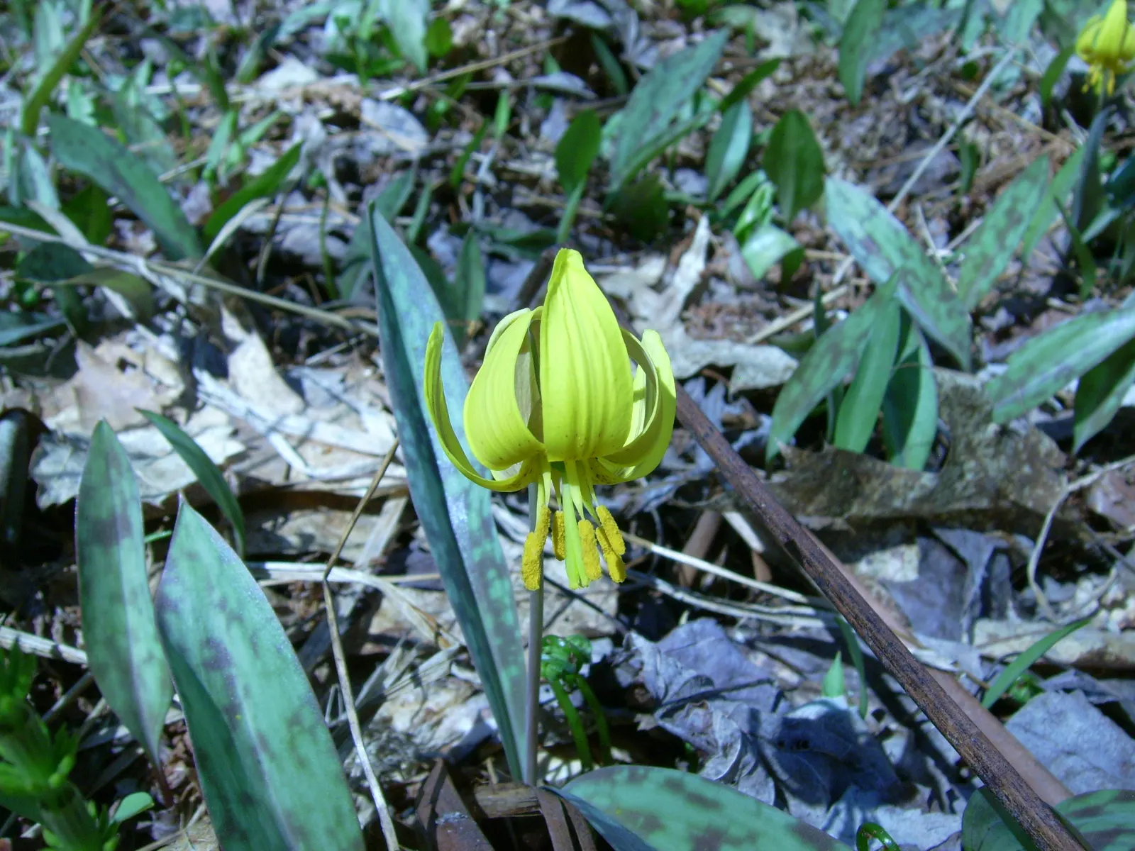 Trout Lily (Erythronium Oreganum) — with a spread of 4 to 6 inches; achieved through rhizomes and seed dispersal, image 92