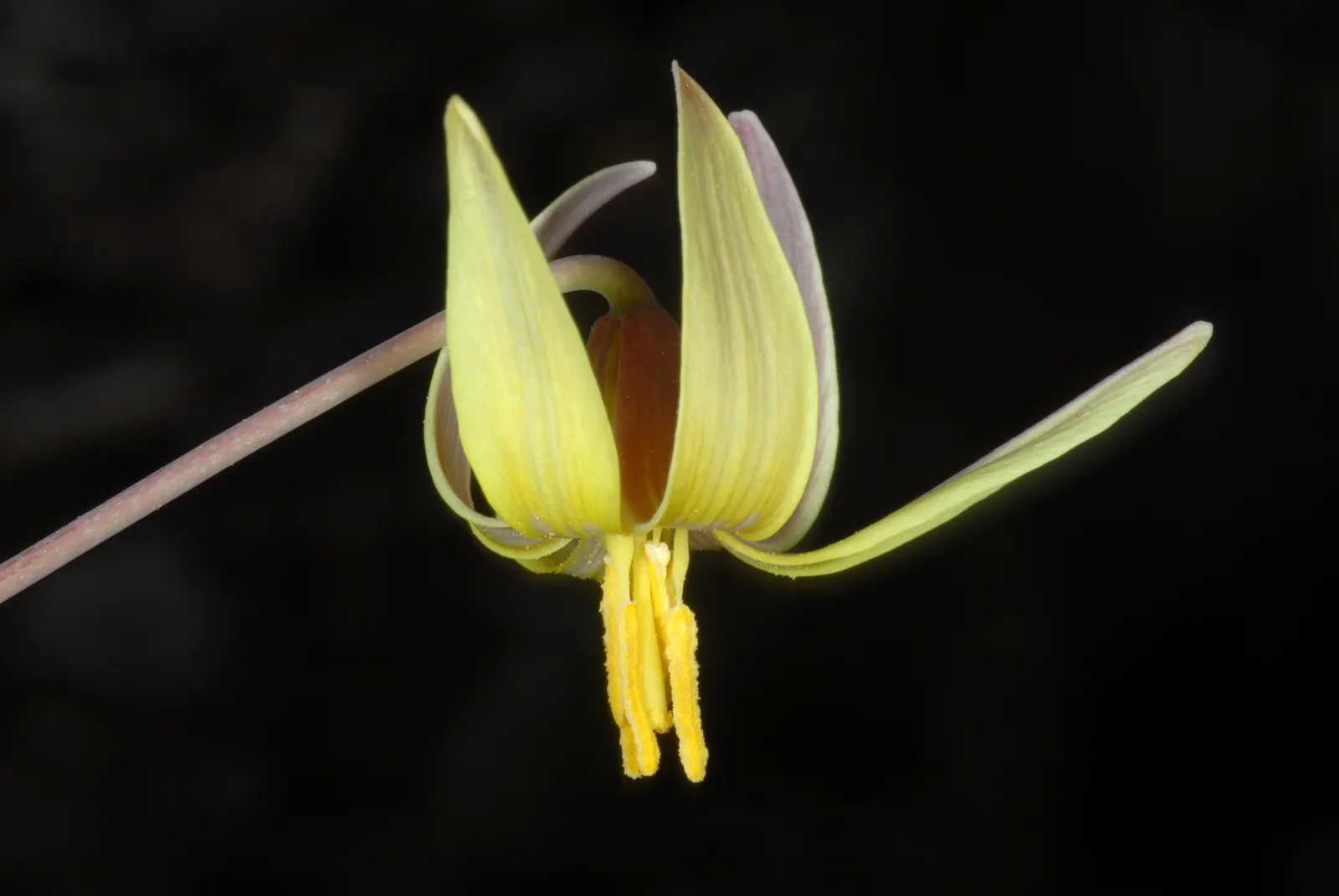 Trout Lily (Erythronium Oreganum) — Erythronium oreganum, or Trout Lily, is a charming spring ephemeral, flourishing in USDA zones 3-9