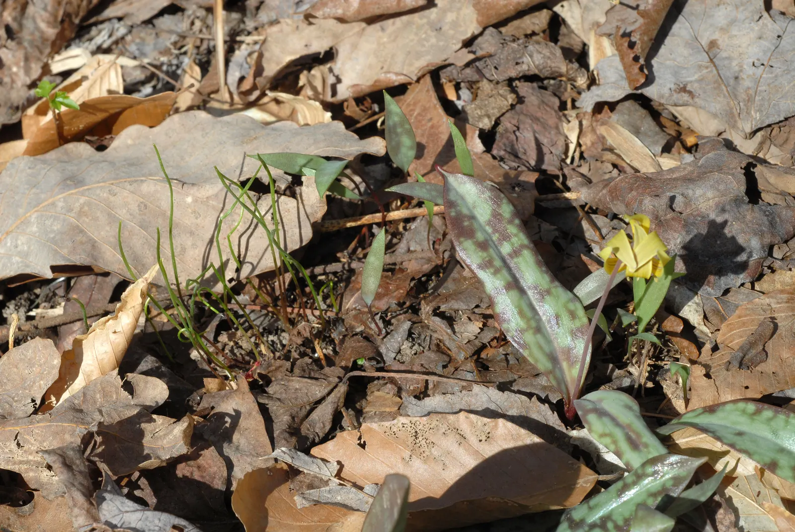 Trout Lily (Erythronium Oreganum) — In mid to late spring, each plant sends up a singular, nodding yellow or creamy-white flower; is a captivating perennial
