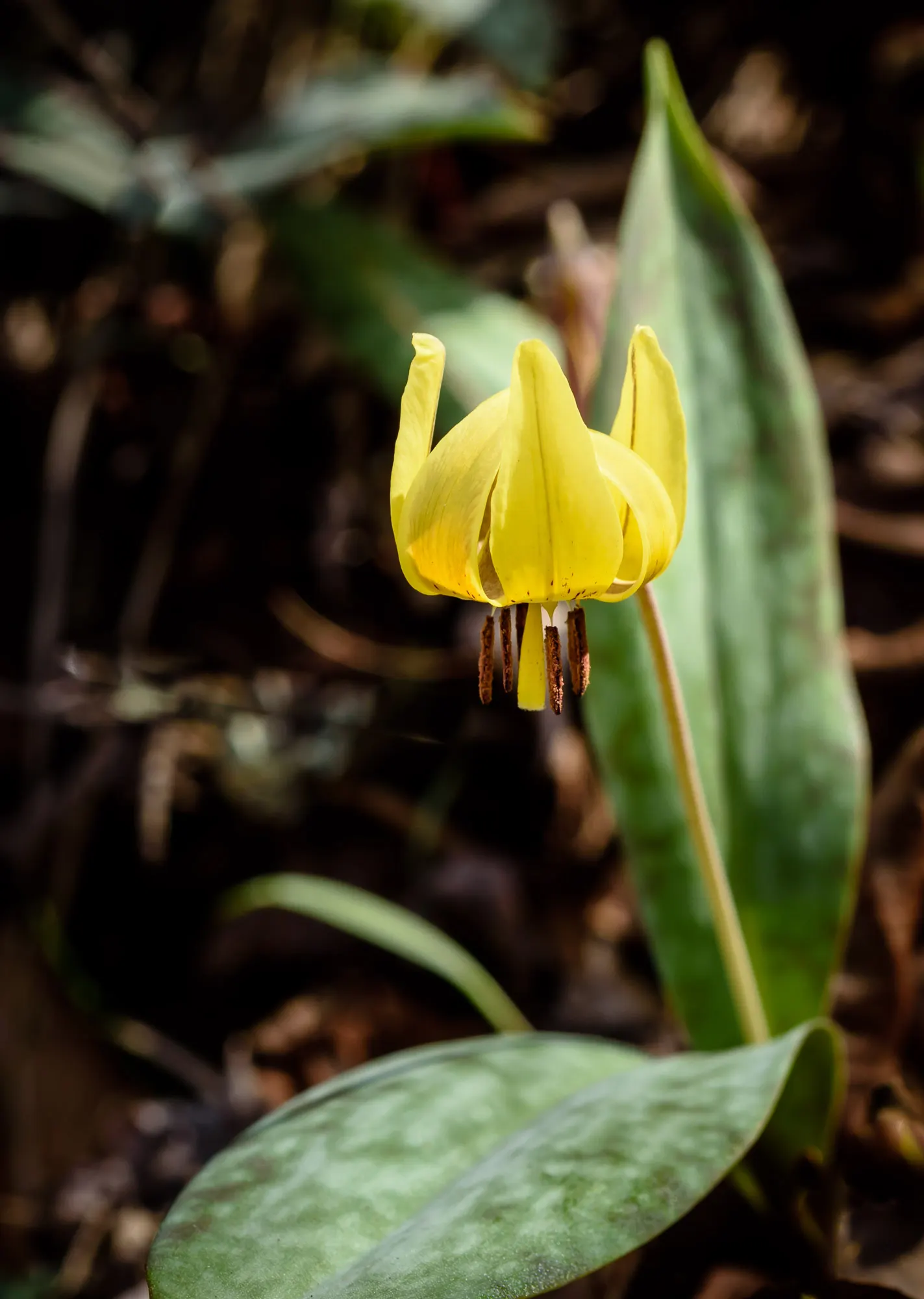Trout Lily (Erythronium Oreganum) — Preferring moist, acidic soil, it thrives under dappled sunlight in woodland gardens, spreading via corms, image 85