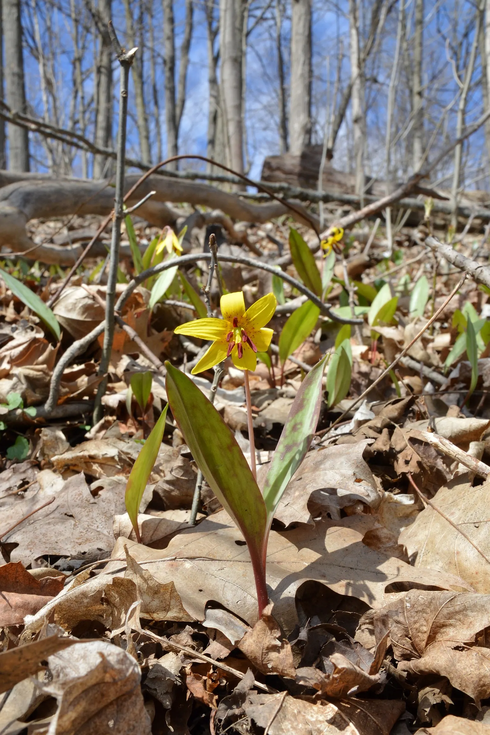Trout Lily (Erythronium Oreganum) — is a captivating perennial that could bring a natural woodland aesthetic to your client's garden; the plant's slow