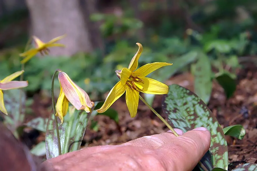 Trout Lily (Erythronium Oreganum) — the Trout Lily is a low-maintenance ground cover that won't overshadow other plants; bulb for full or half or, image 66