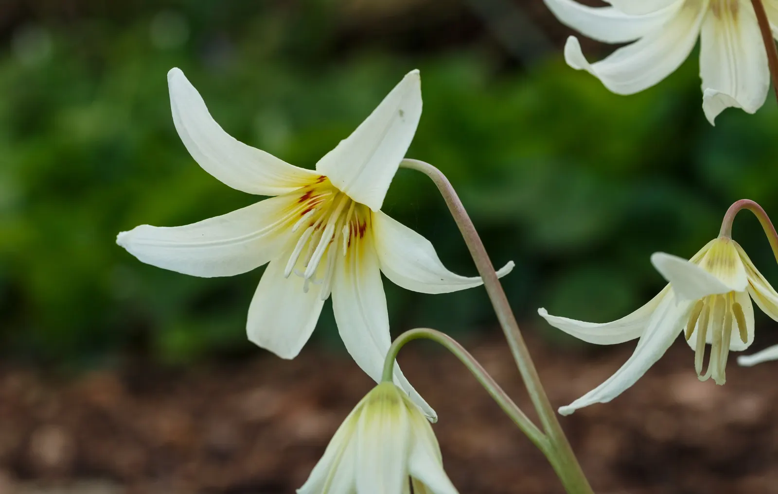 Trout Lily (Erythronium Oreganum) — Trout Lilies are ephemeral