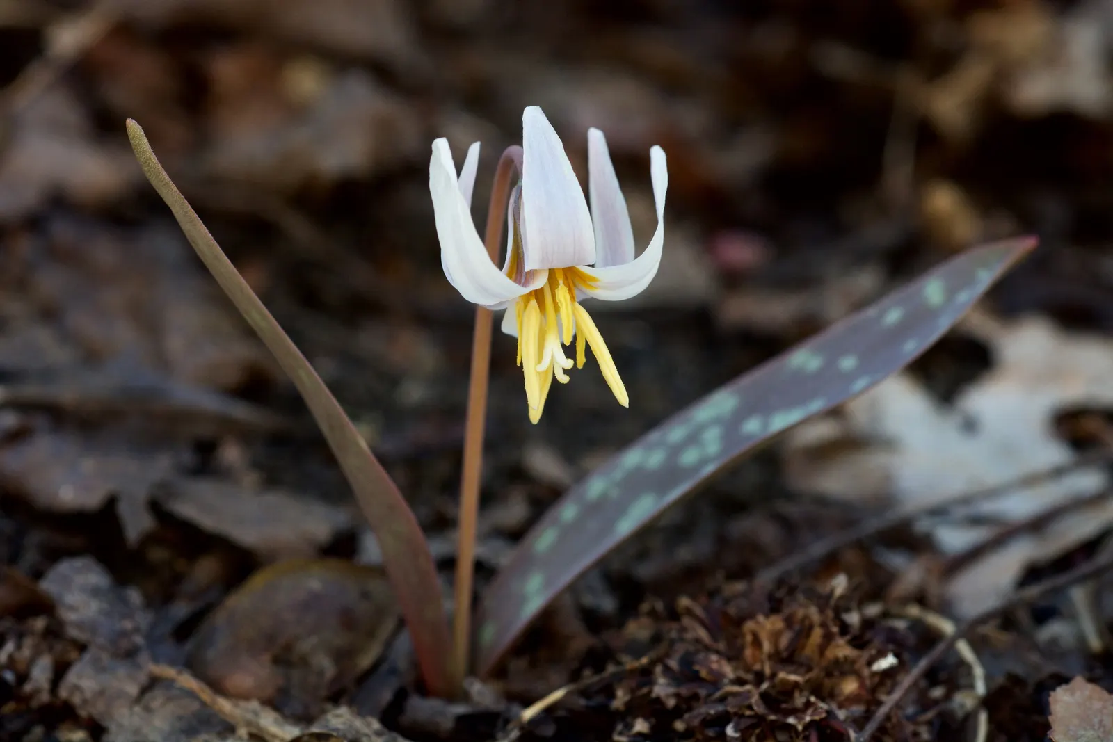 Trout Lily (Erythronium Oreganum) — Preferring moist, acidic soil, it thrives under dappled sunlight in woodland gardens, spreading via corms, image 58