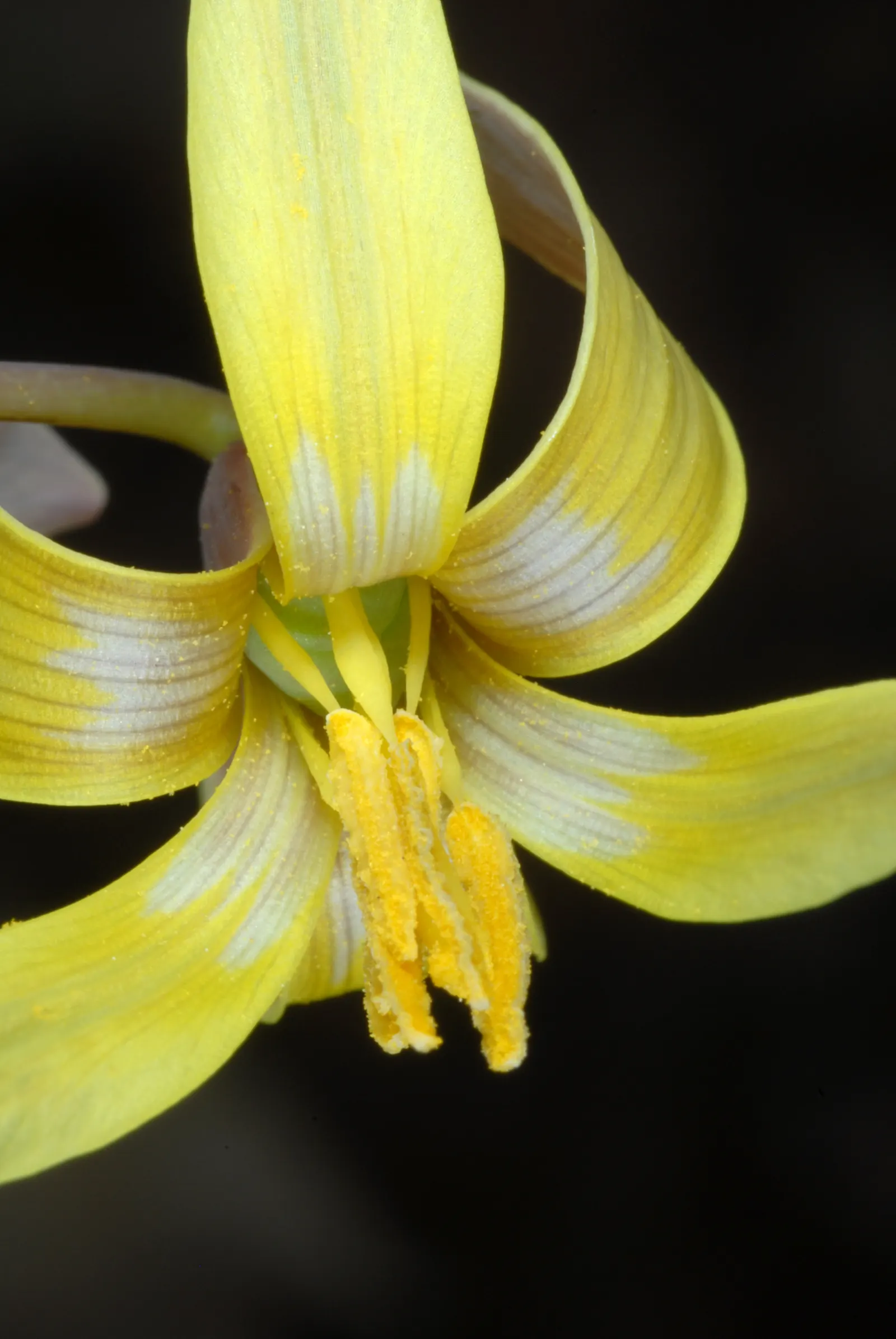 Trout Lily (Erythronium Oreganum) — allowing other summer-blooming plants to take center stage; in April-May, its solitary, drooping yellow flowers, about 1-3