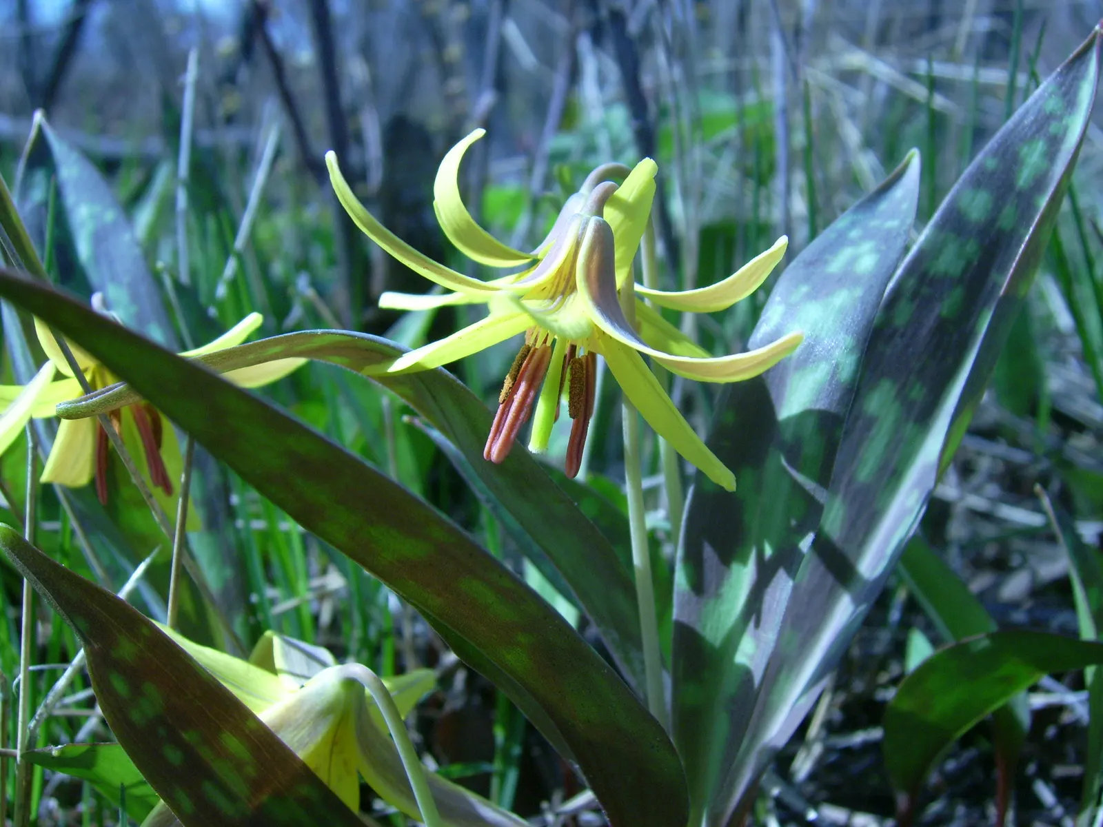 Trout Lily (Erythronium Oreganum) — achieved through rhizomes and seed dispersal; showcasing mottled leaves resembling trout patterns, it spans up, image 74