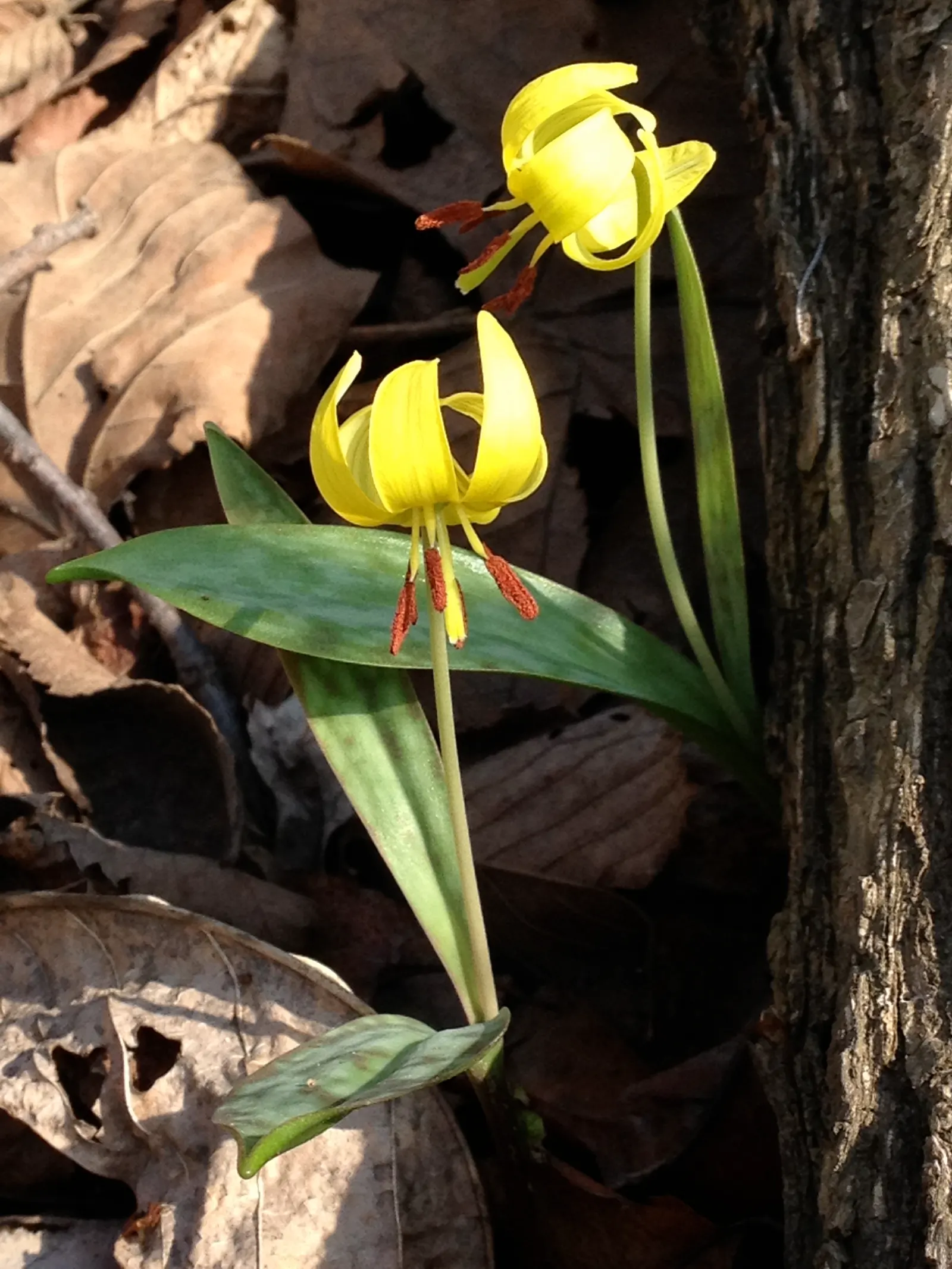 Trout Lily (Erythronium Oreganum) — Trout Lilies are ephemeral; they are tolerant of a pH range from mildly acidic to neutral, image 103