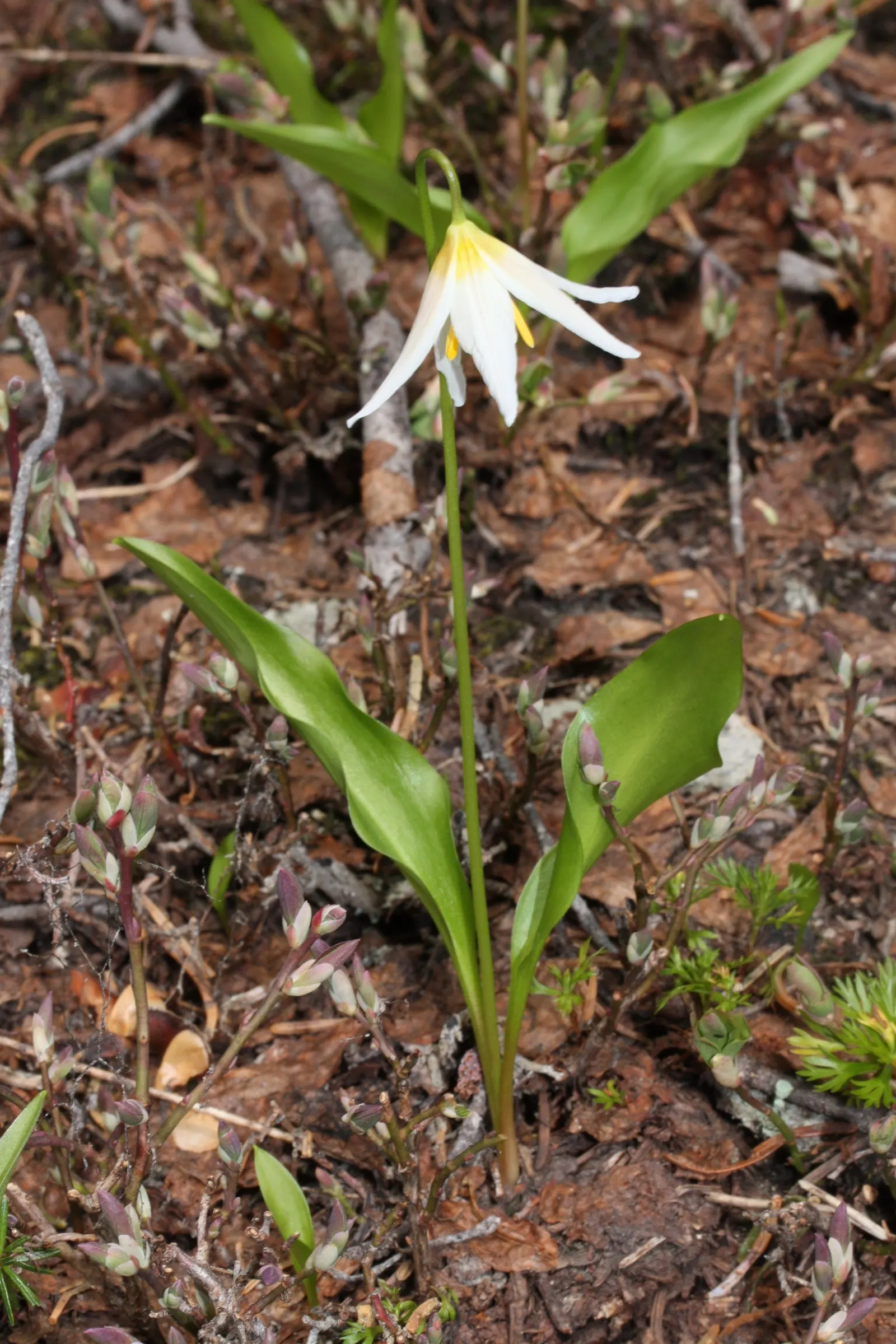 Trout Lily (Erythronium Oreganum) — scientifically known as Erythronium oreganum; the Trout Lily is a low-maintenance ground cover that won't, image 60