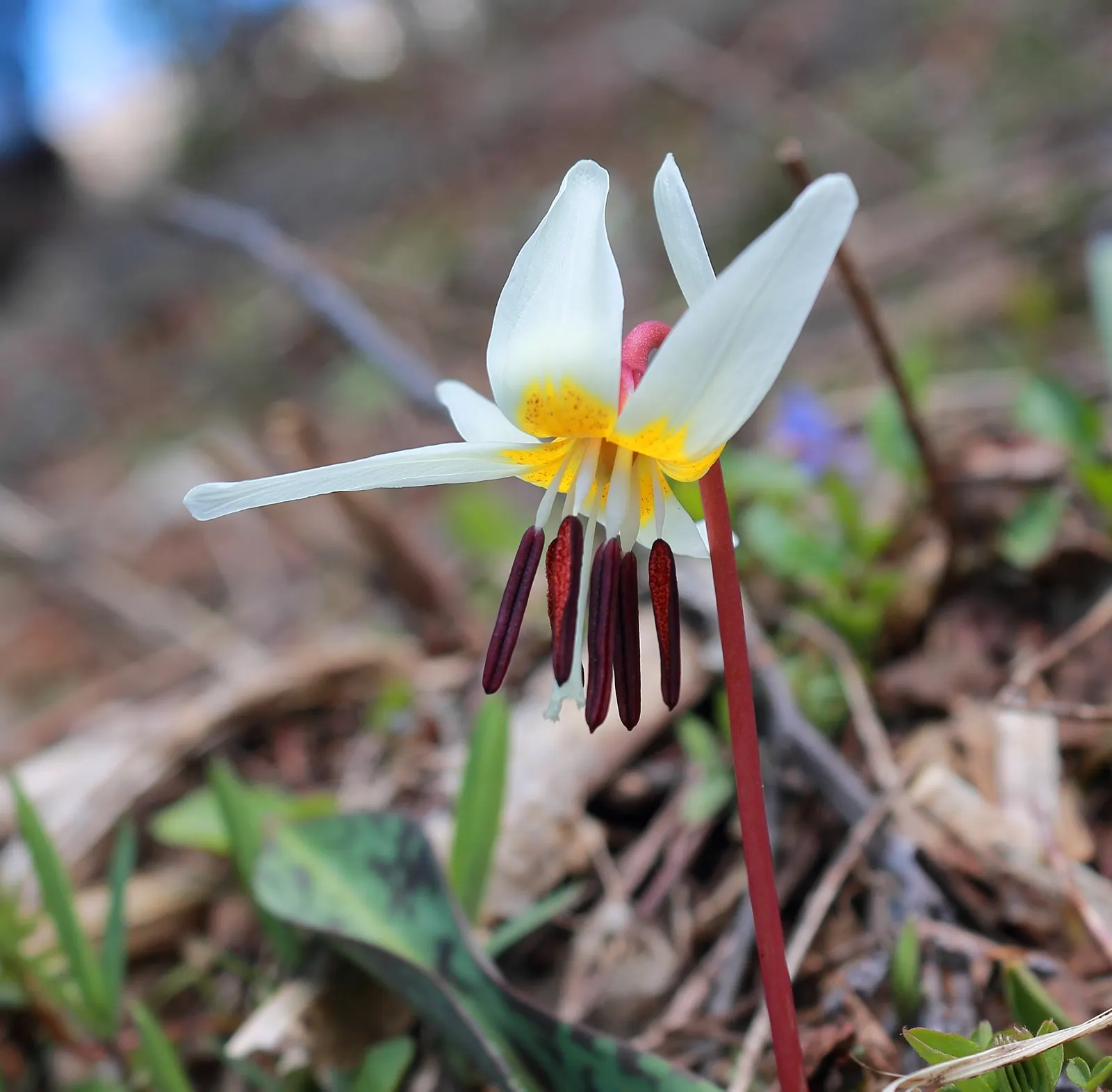 Trout Lily (Erythronium Oreganum) — Trout Lilies are ephemeral; they are tolerant of a pH range from mildly acidic to neutral, image 76