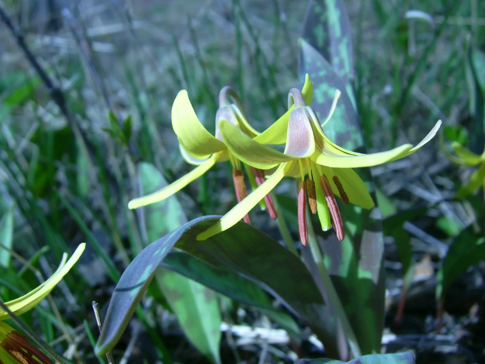 Trout Lily (Erythronium Oreganum) — With its distinctive mottled leaves; bulb with white blooms, image 62