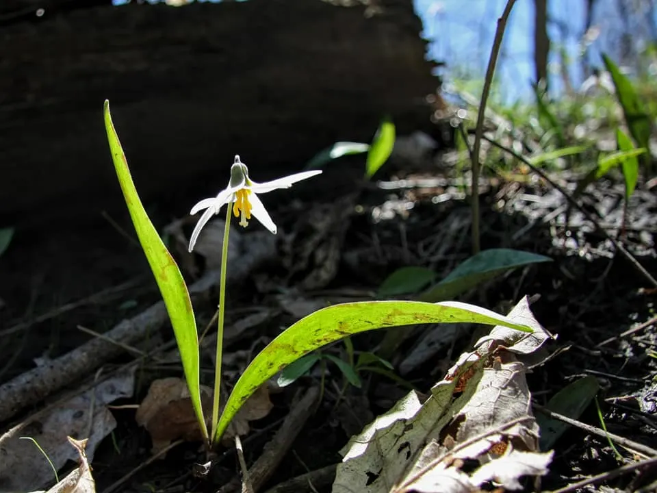 Trout Lily (Erythronium Oreganum) — With its distinctive mottled leaves; bulb with white blooms, image 89