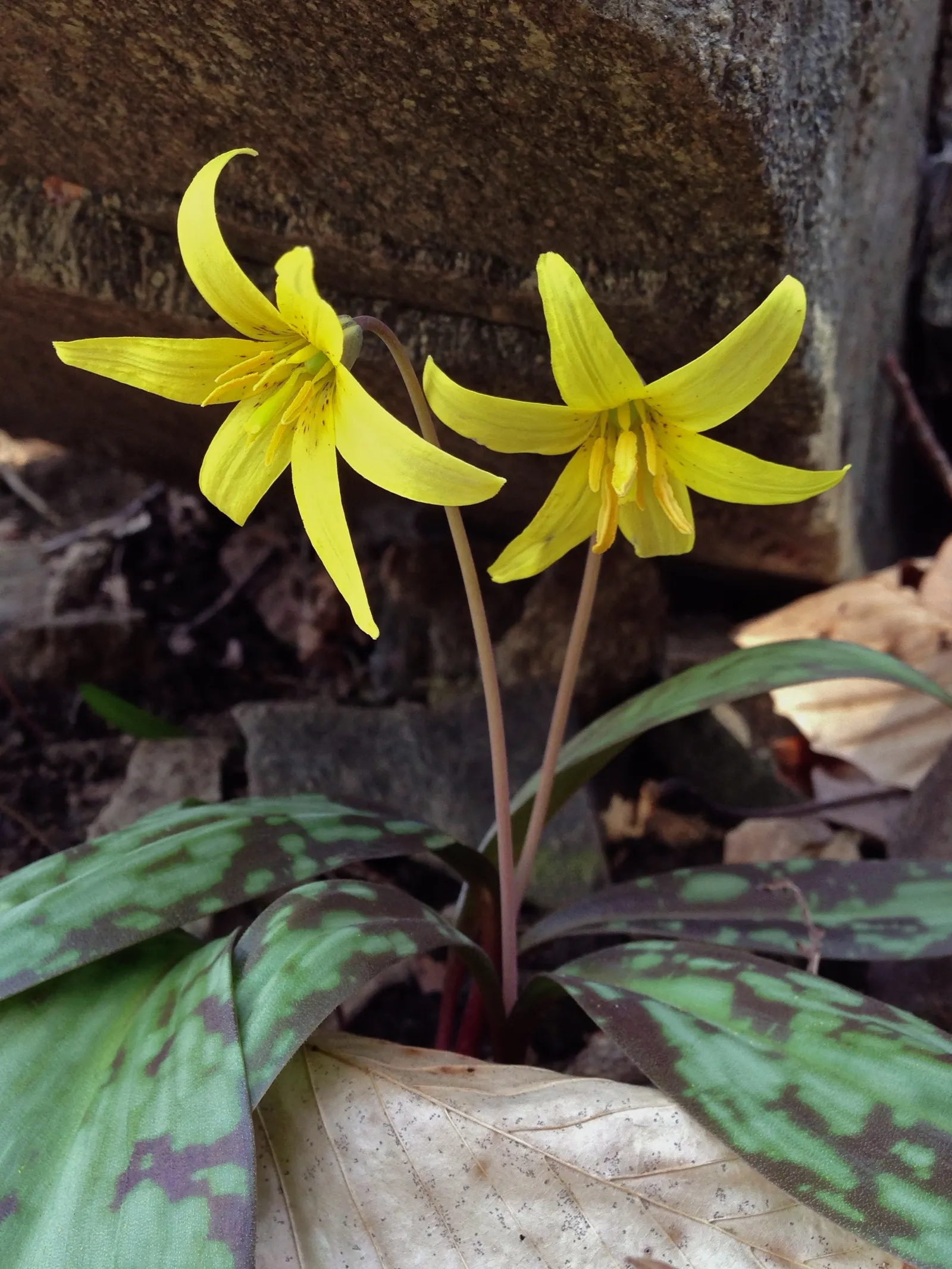 Trout Lily (Erythronium Oreganum) — In April-May, its solitary, drooping yellow flowers, about 1-3 inches across, present atop slender stems, image 84