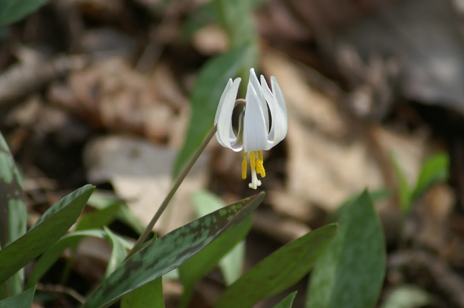 Trout Lily (Erythronium Oreganum) — achieved through rhizomes and seed dispersal