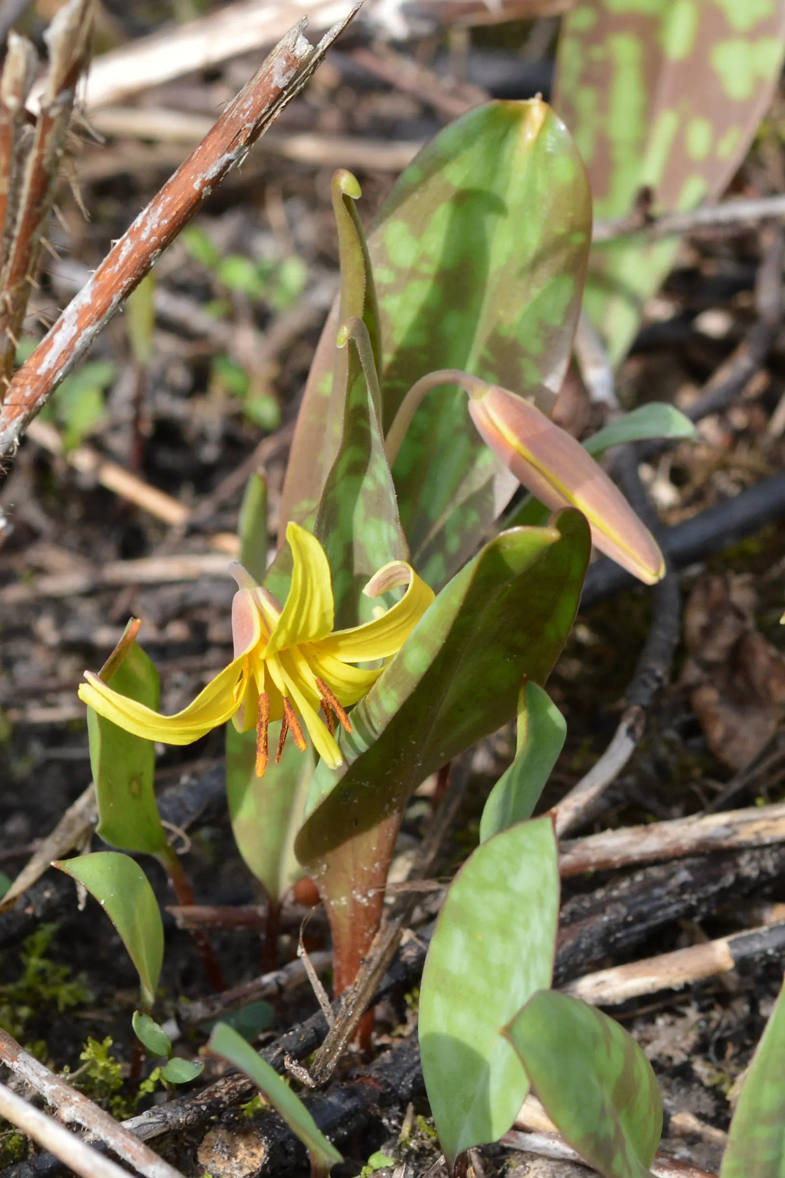 Trout Lily (Erythronium Oreganum) — retreating underground after the flowering period, image 50