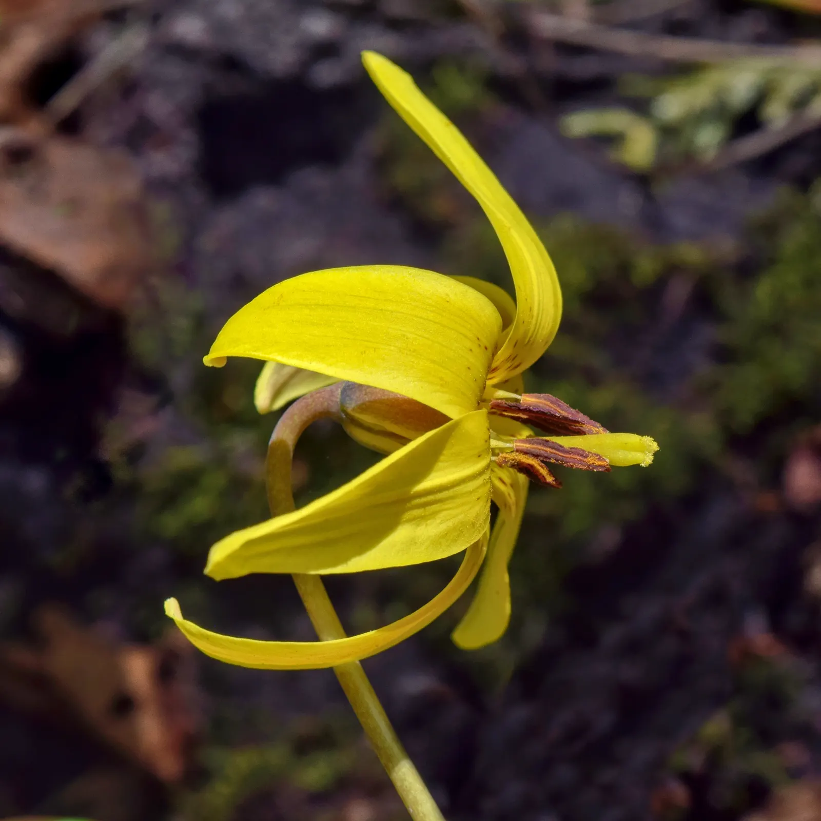 Trout Lily (Erythronium Oreganum) — Erythronium oreganum, or Trout Lily, is a charming spring ephemeral, flourishing in USDA zones 3-9; preferring moist