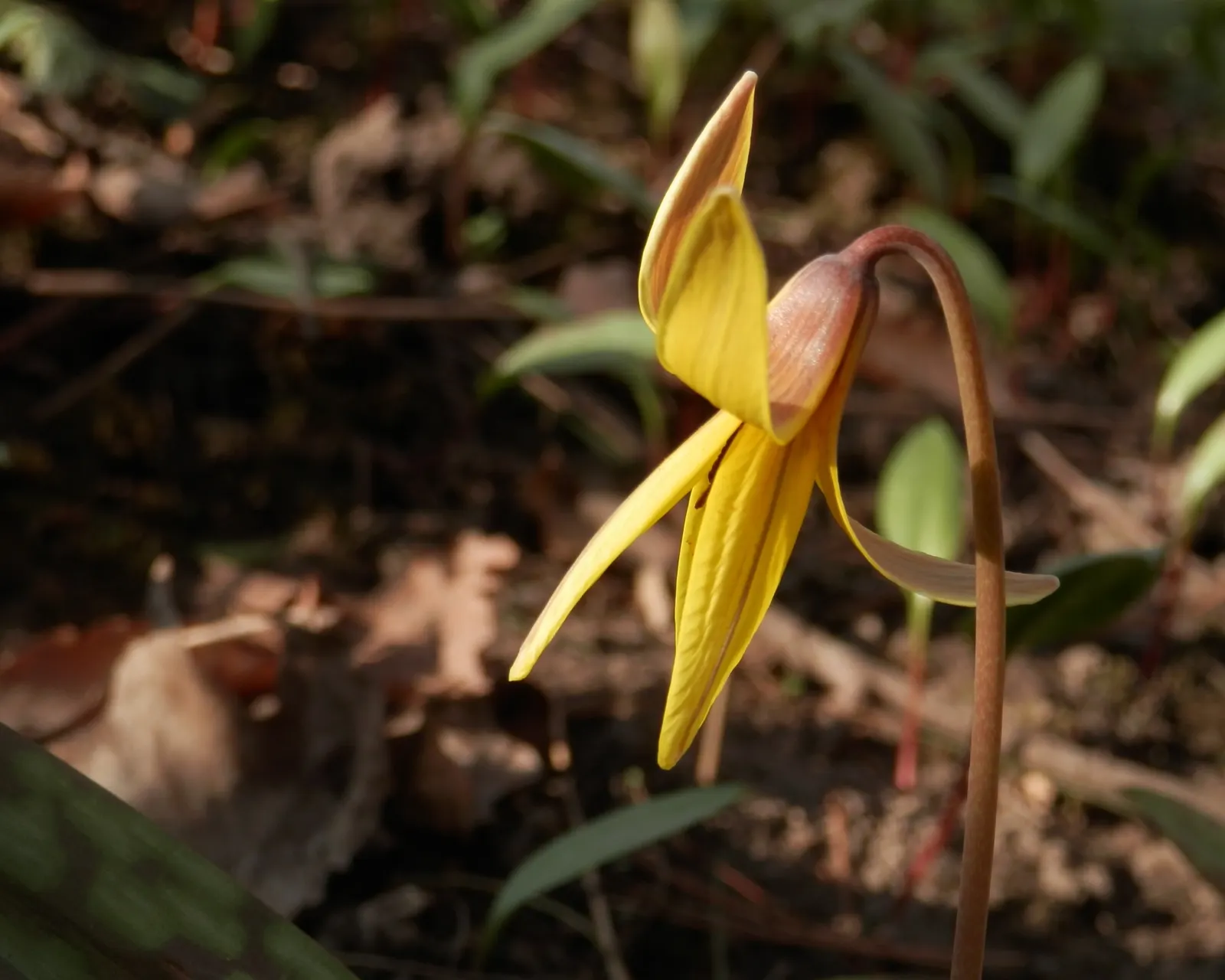 Trout Lily (Erythronium Oreganum) — and they flourish in hardiness zones 3 through 9; should be accounted for to ensure proper spacing and, image 69