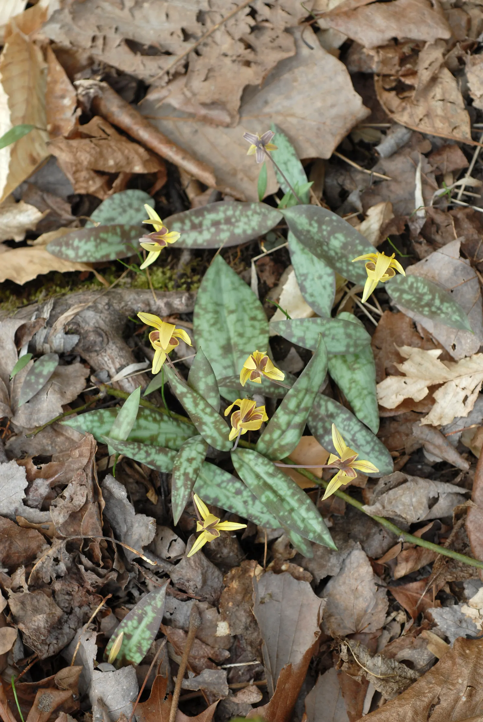Trout Lily (Erythronium Oreganum) — this plant thrives in dappled shade