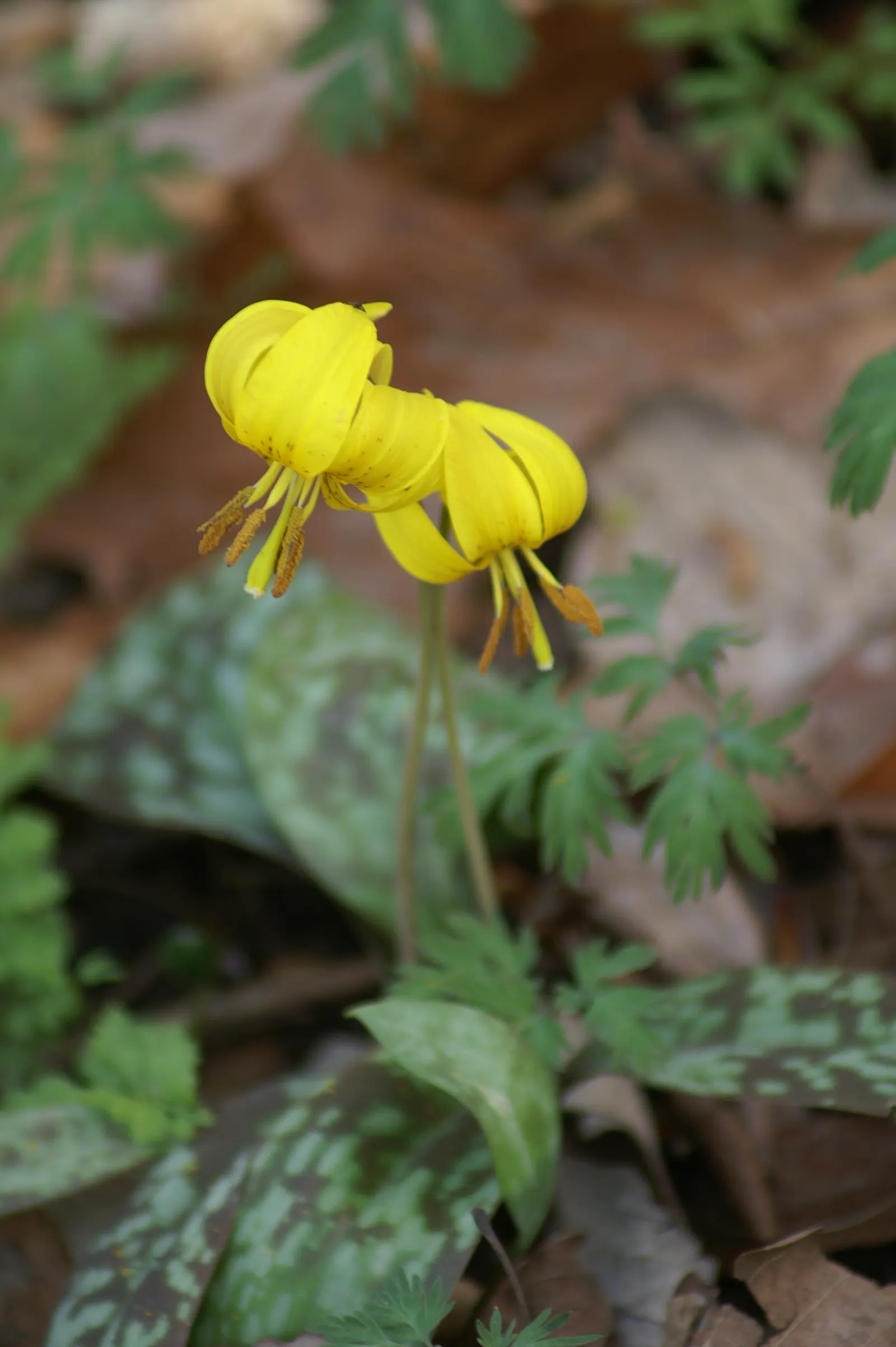 Trout Lily (Erythronium Oreganum) — Erythronium oreganum, or Trout Lily, is a charming spring ephemeral, flourishing in USDA zones 3-9; preferring, image 109