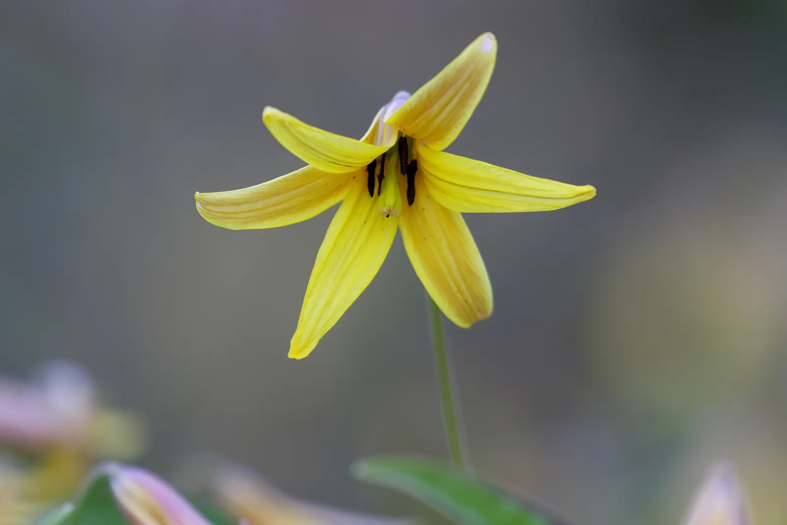 Trout Lily (Erythronium Oreganum) — well-drained soils rich in organic matter, image 41