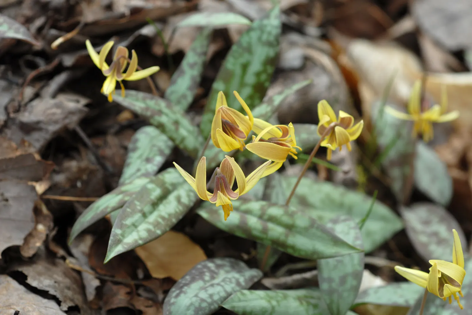 Trout Lily (Erythronium Oreganum) — bulb with white blooms