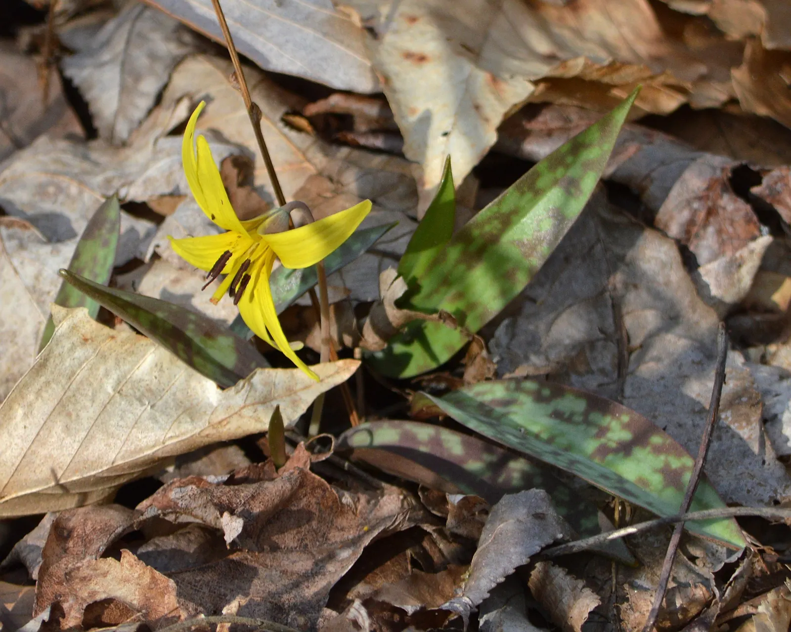 Trout Lily (Erythronium Oreganum) — bulb for full or half or shade; allowing other summer-blooming plants to take center stage, image 108
