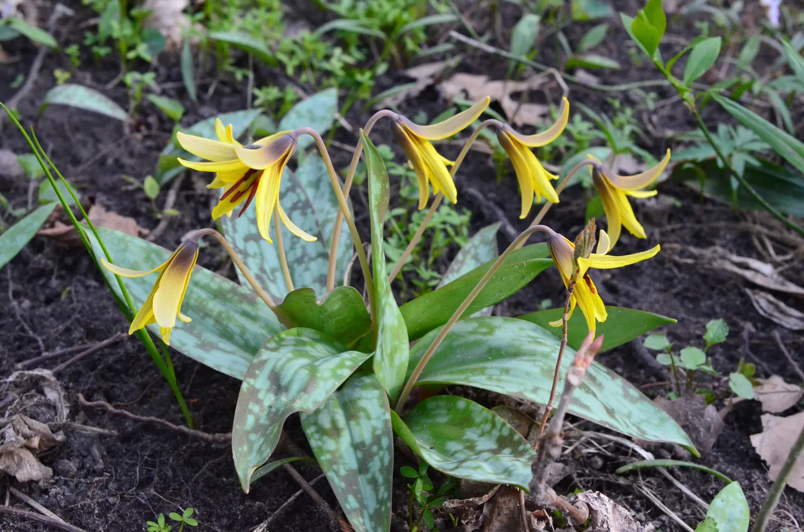 Trout Lily (Erythronium Oreganum) — In mid to late spring, each plant sends up a singular, nodding yellow or creamy-white flower; is a captivating, image 67