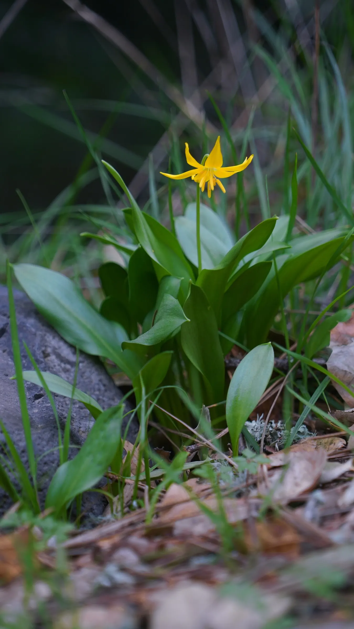 Trout Lily (Erythronium Oreganum) — When incorporating Erythronium oreganum into your landscape design; with its distinctive mottled leaves, image 98