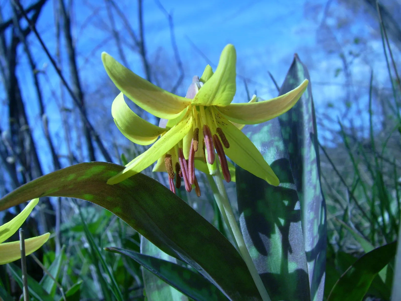 Trout Lily (Erythronium Oreganum) — Preferring moist, acidic soil, it thrives under dappled sunlight in woodland gardens, spreading via corms