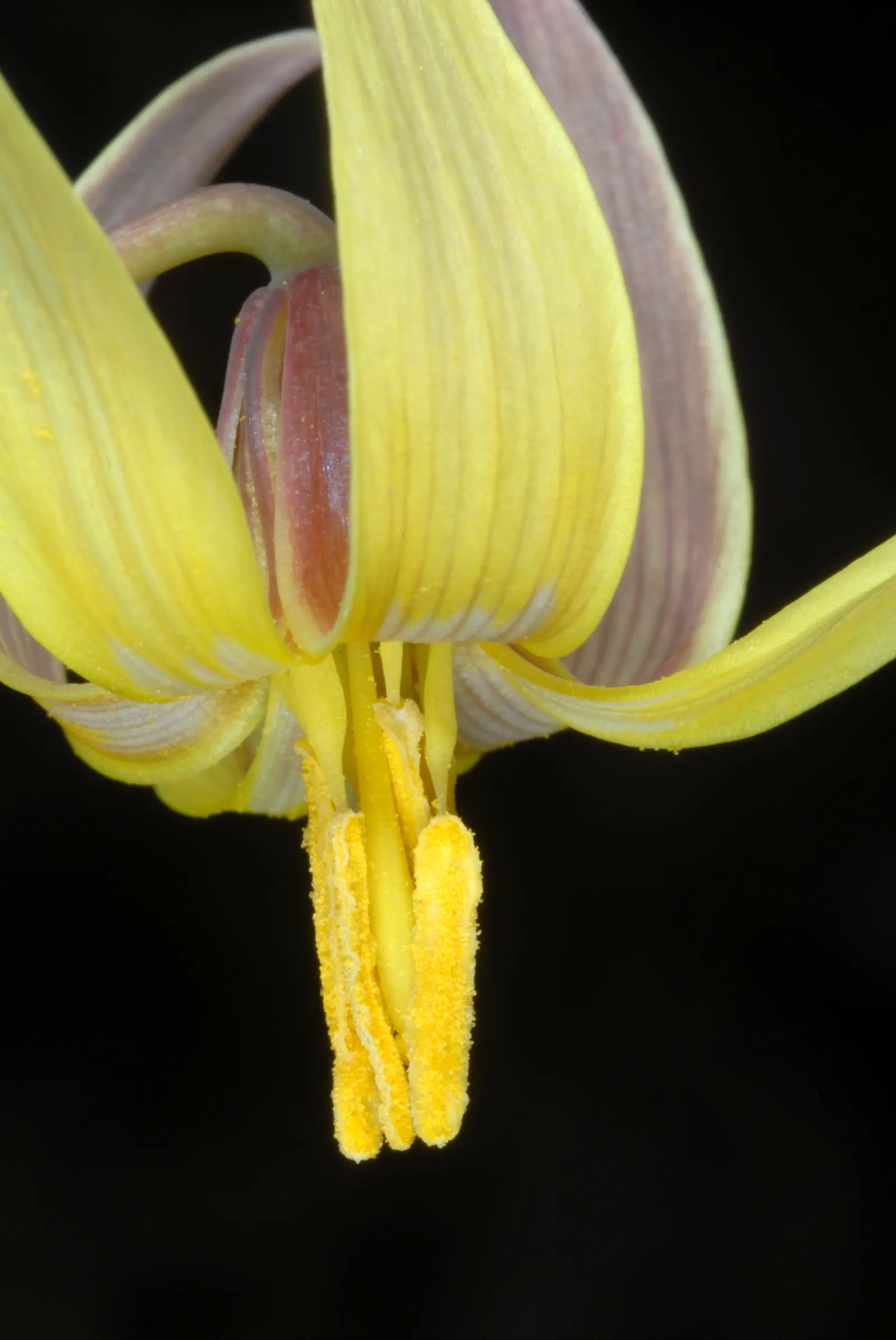 Trout Lily (Erythronium Oreganum) — is a captivating perennial that could bring a natural woodland aesthetic to your client's garden; the plant's, image 61