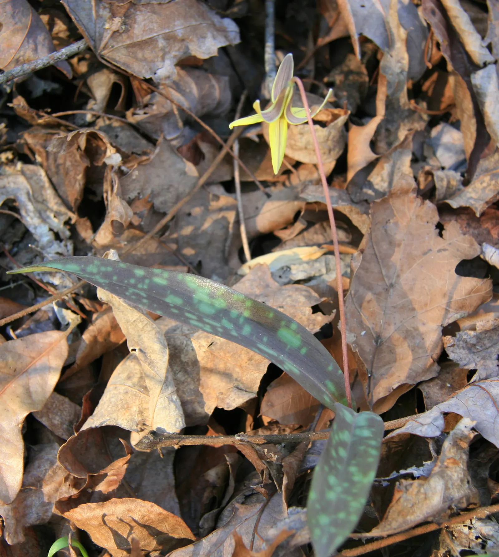 Trout Lily (Erythronium Oreganum) — is a captivating perennial that could bring a natural woodland aesthetic to your client's garden