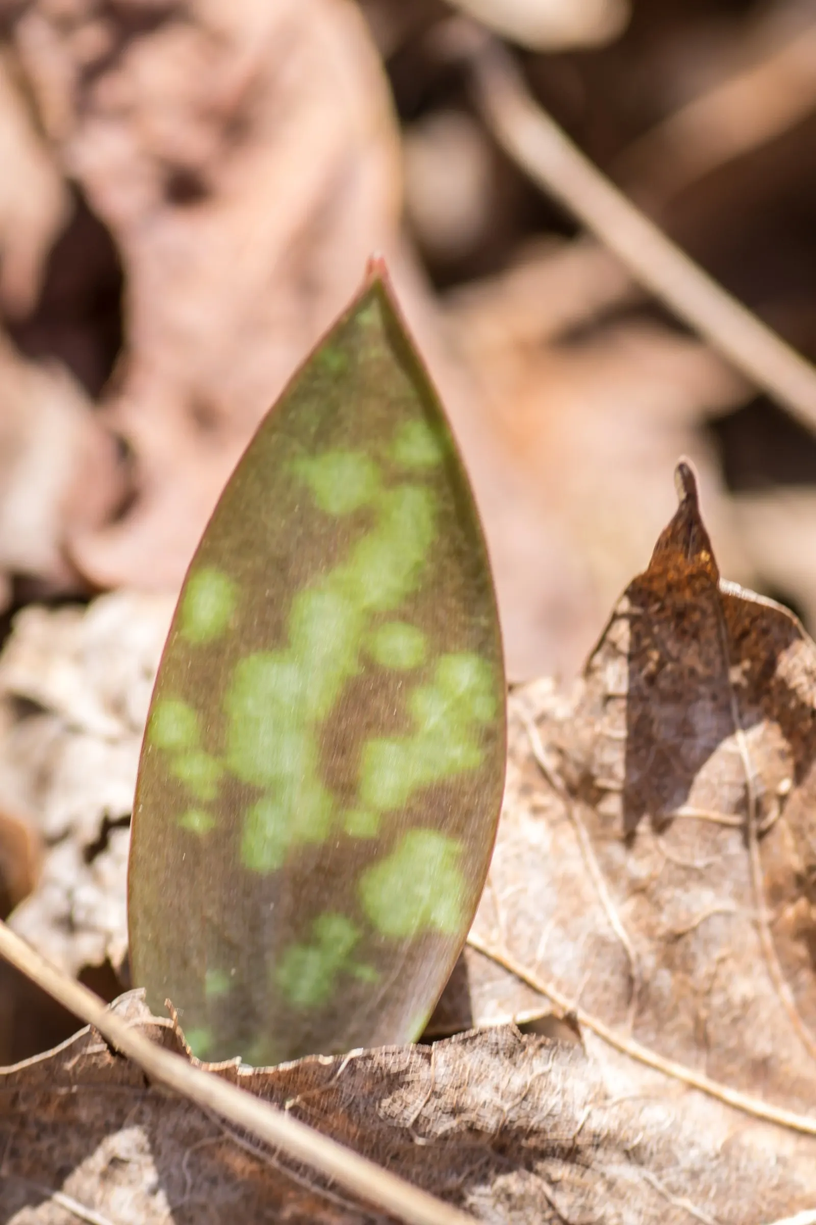 Trout Lily (Erythronium Oreganum) — with a spread of 4 to 6 inches