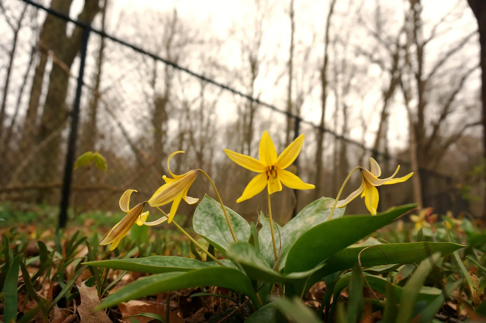 Trout Lily (Erythronium Oreganum) — When incorporating Erythronium oreganum into your landscape design; with its distinctive mottled leaves