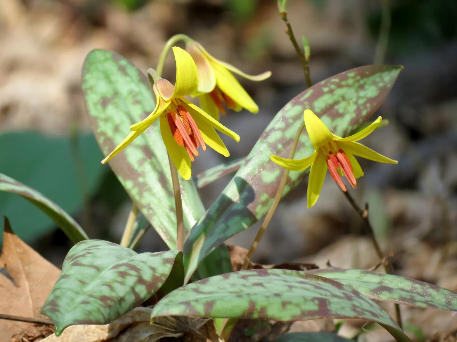 Trout Lily (Erythronium Oreganum) — With its distinctive mottled leaves; bulb with white blooms