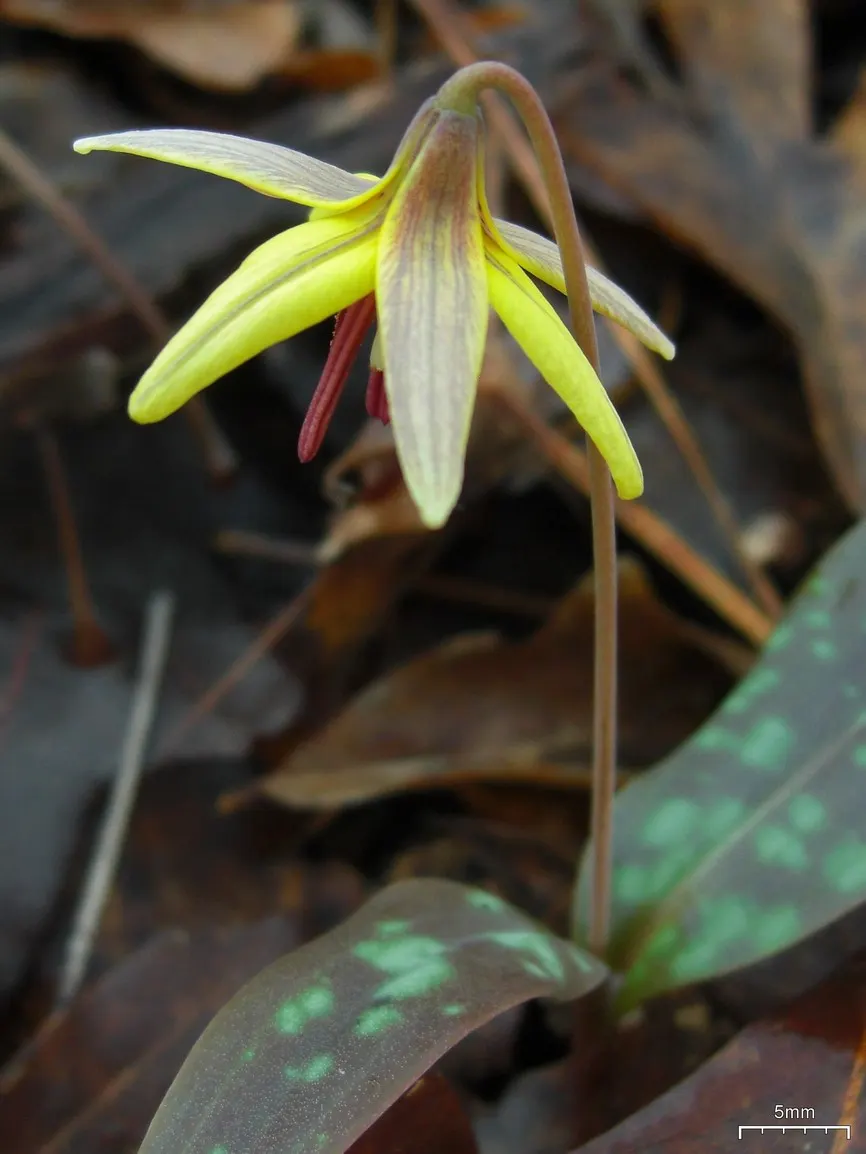 Trout Lily (Erythronium Oreganum) — bulb with white blooms; when incorporating Erythronium oreganum into your landscape design, image 107