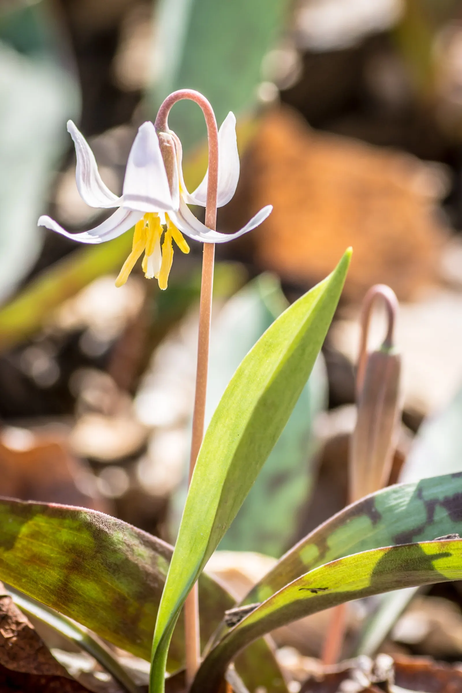 Trout Lily (Erythronium Oreganum) — the Trout Lily is a low-maintenance ground cover that won't overshadow other plants; bulb for full or half or shade
