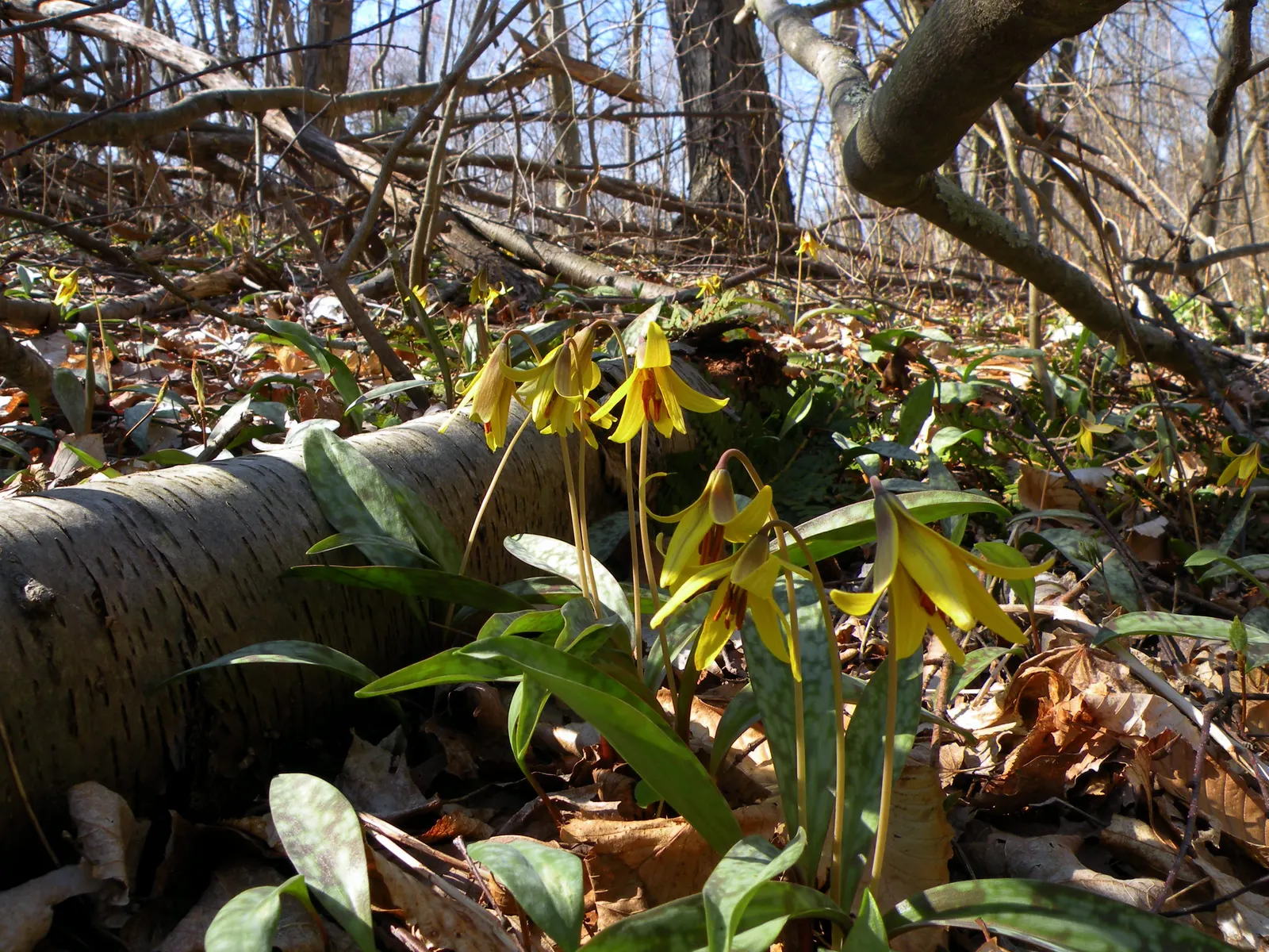 Trout Lily (Erythronium Oreganum) — They are tolerant of a pH range from mildly acidic to neutral; erythronium oreganum, or Trout Lily, is a, image 70