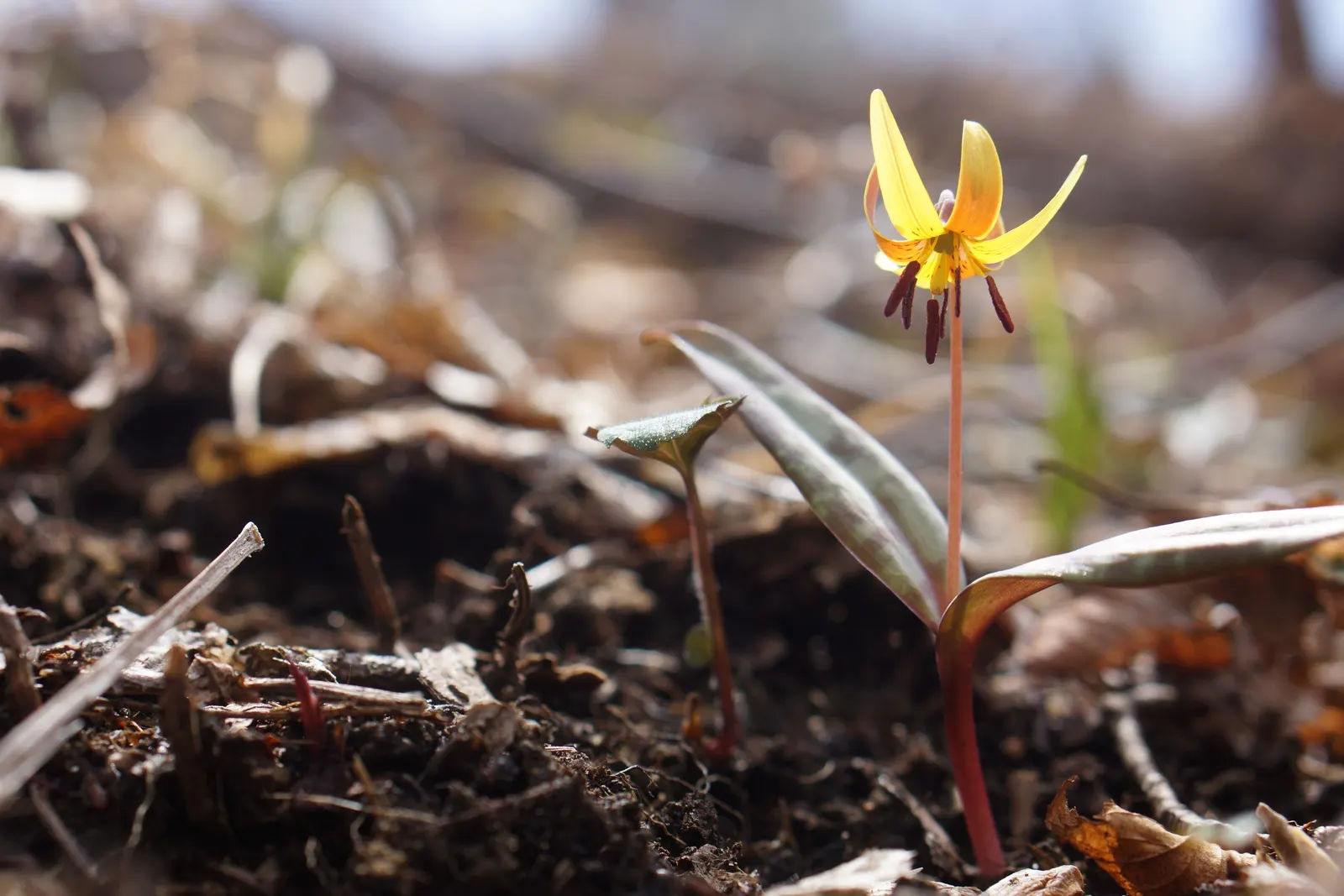 Trout Lily (Erythronium Oreganum) — the plant's slow colonization patterns; trout Lilies are ephemeral, image 73