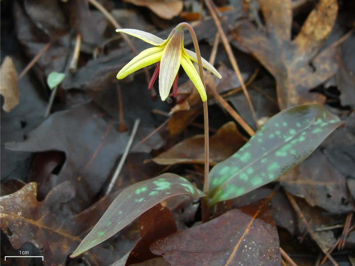 Trout Lily (Erythronium Oreganum) — Ideal for naturalizing, it offers subtle beauty and low maintenance, image 86